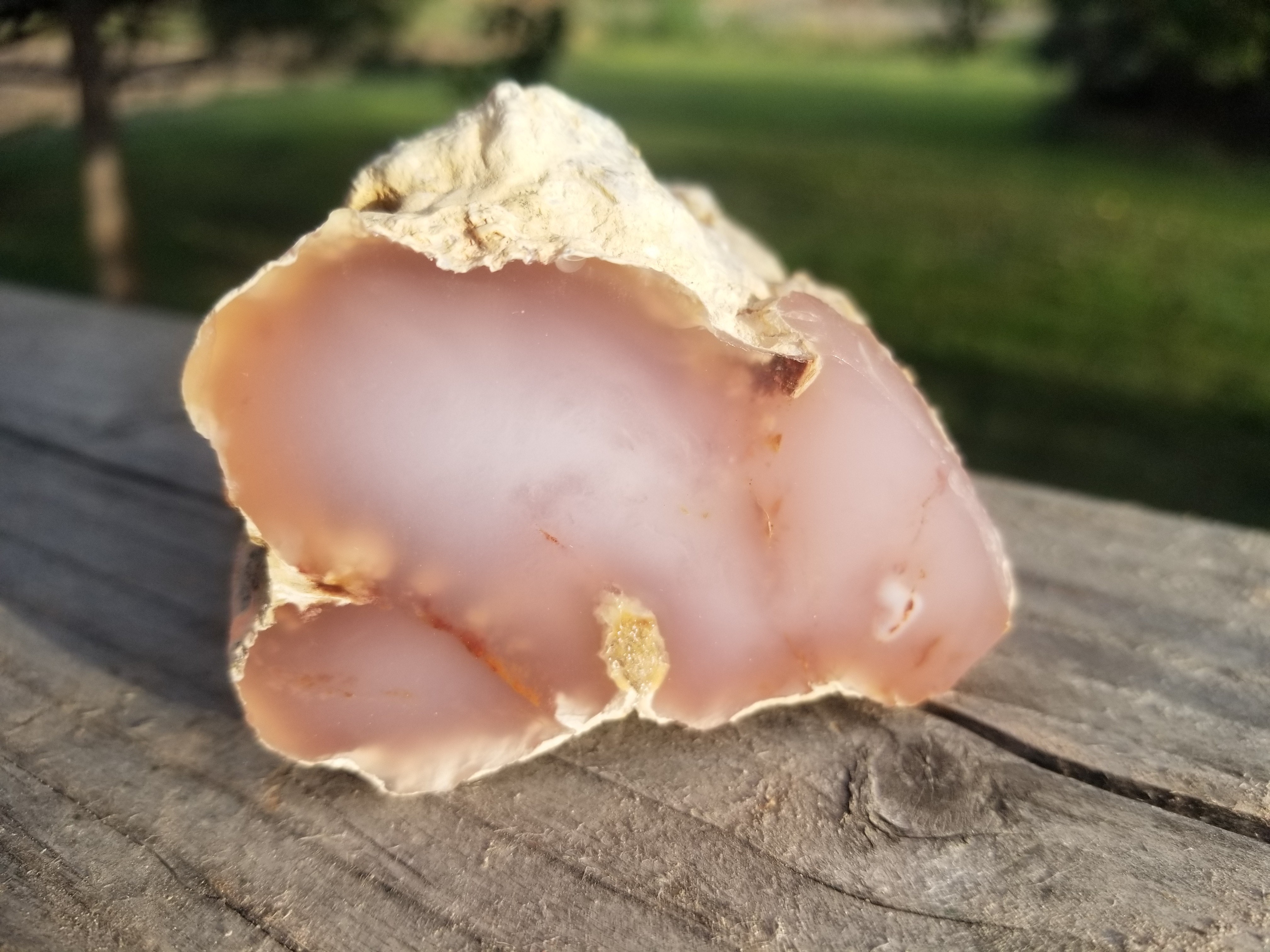 Nice Large Polished Texas Springs Petrified Agatized Wood Limb Cast Pink Oligocene NV 13oz