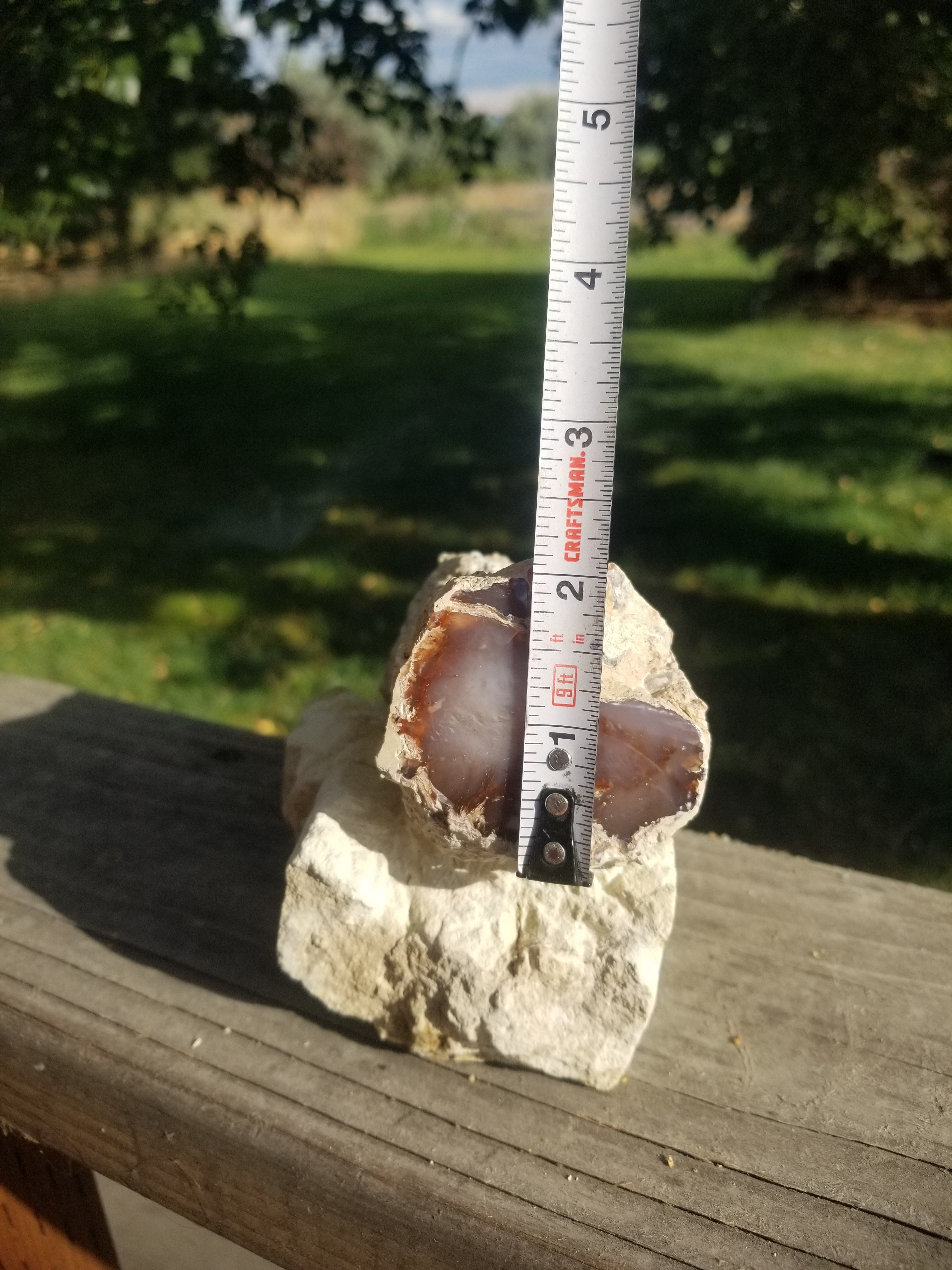 Nice Large Polished Texas Springs Petrified Agatized Wood 2" Round Limb Cast Pink Oligocene NV 2Lb