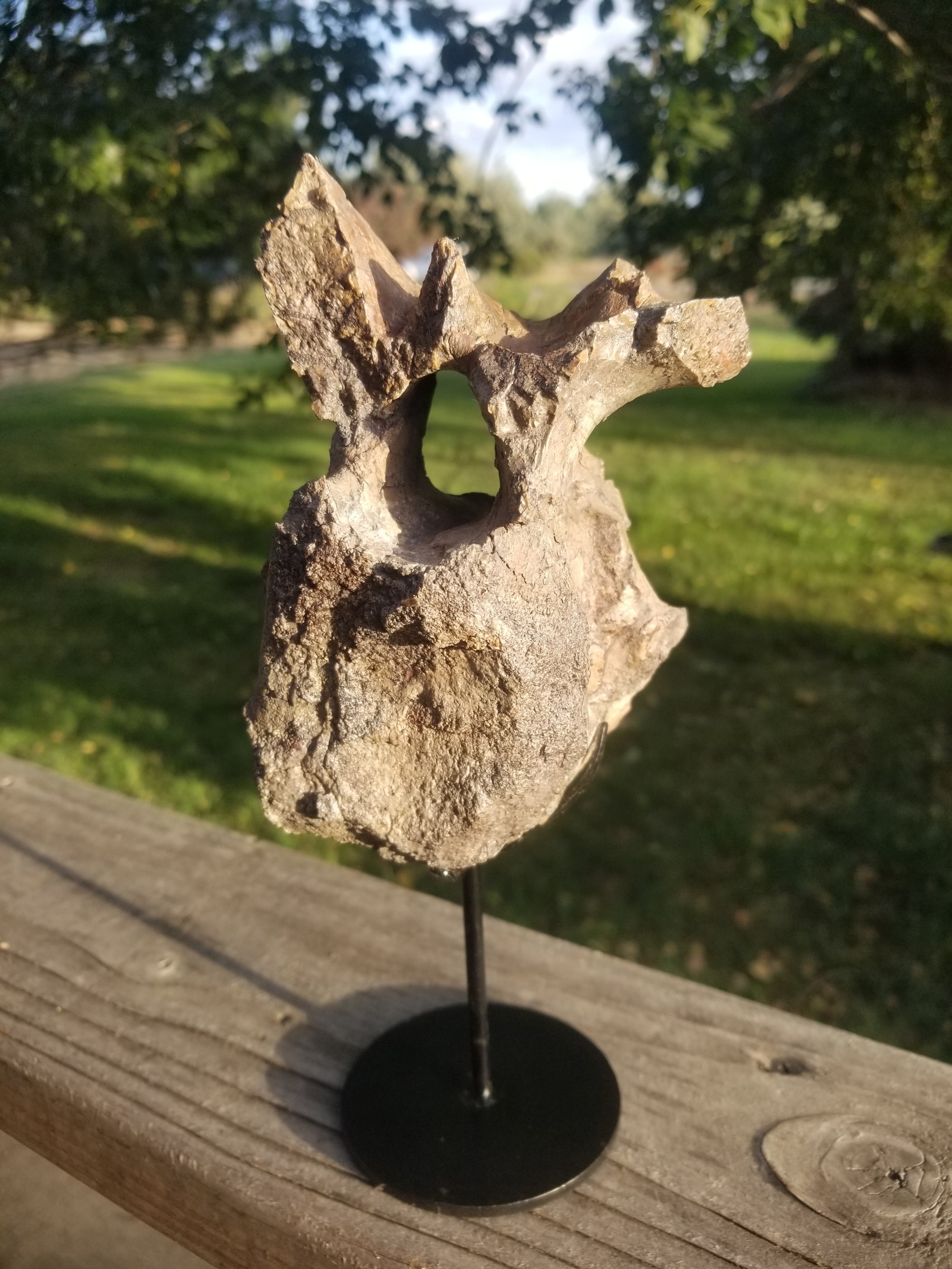 Stegosaurus Fossil Dinosaur Specimen Jurassic Morrison Form Display