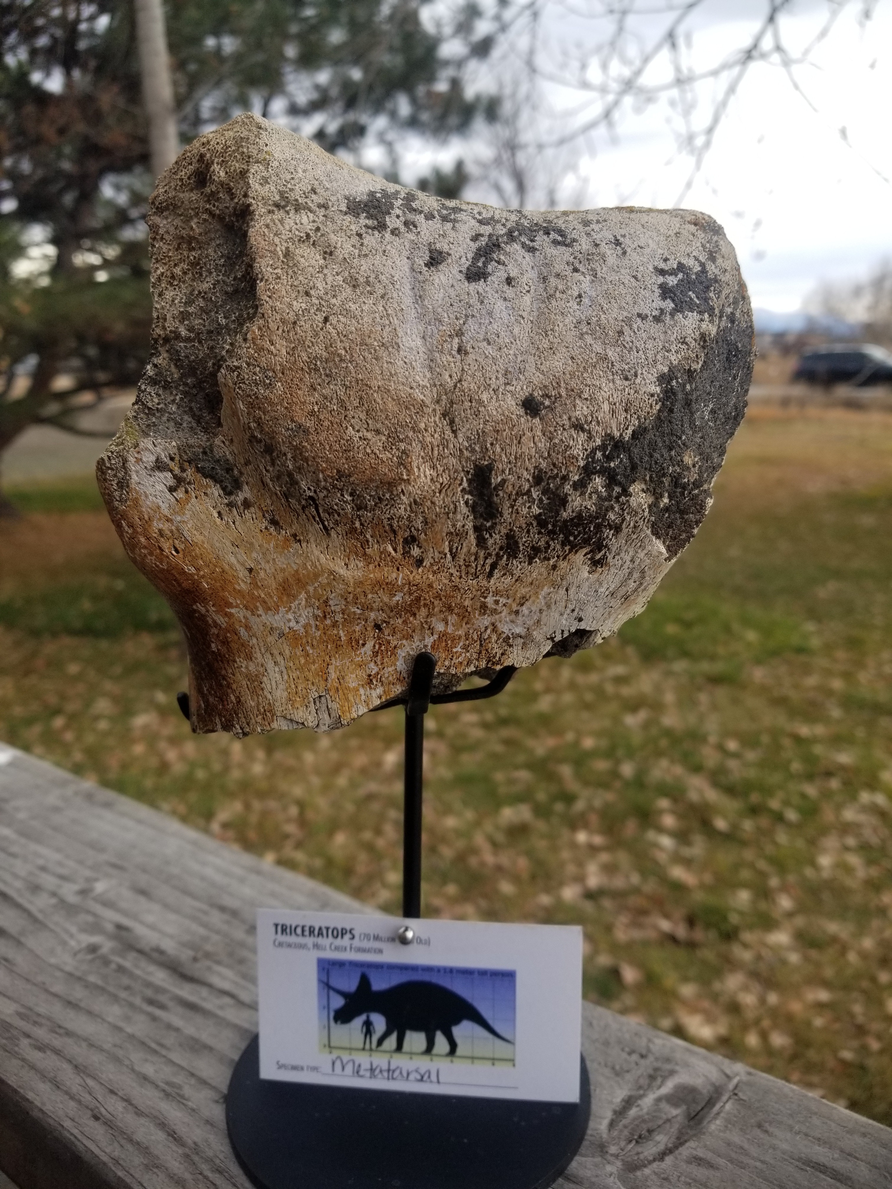 Nice Large Triceratops Metatarsal Section Fossil Specimen Defined Cretaceous Hell Creek MT