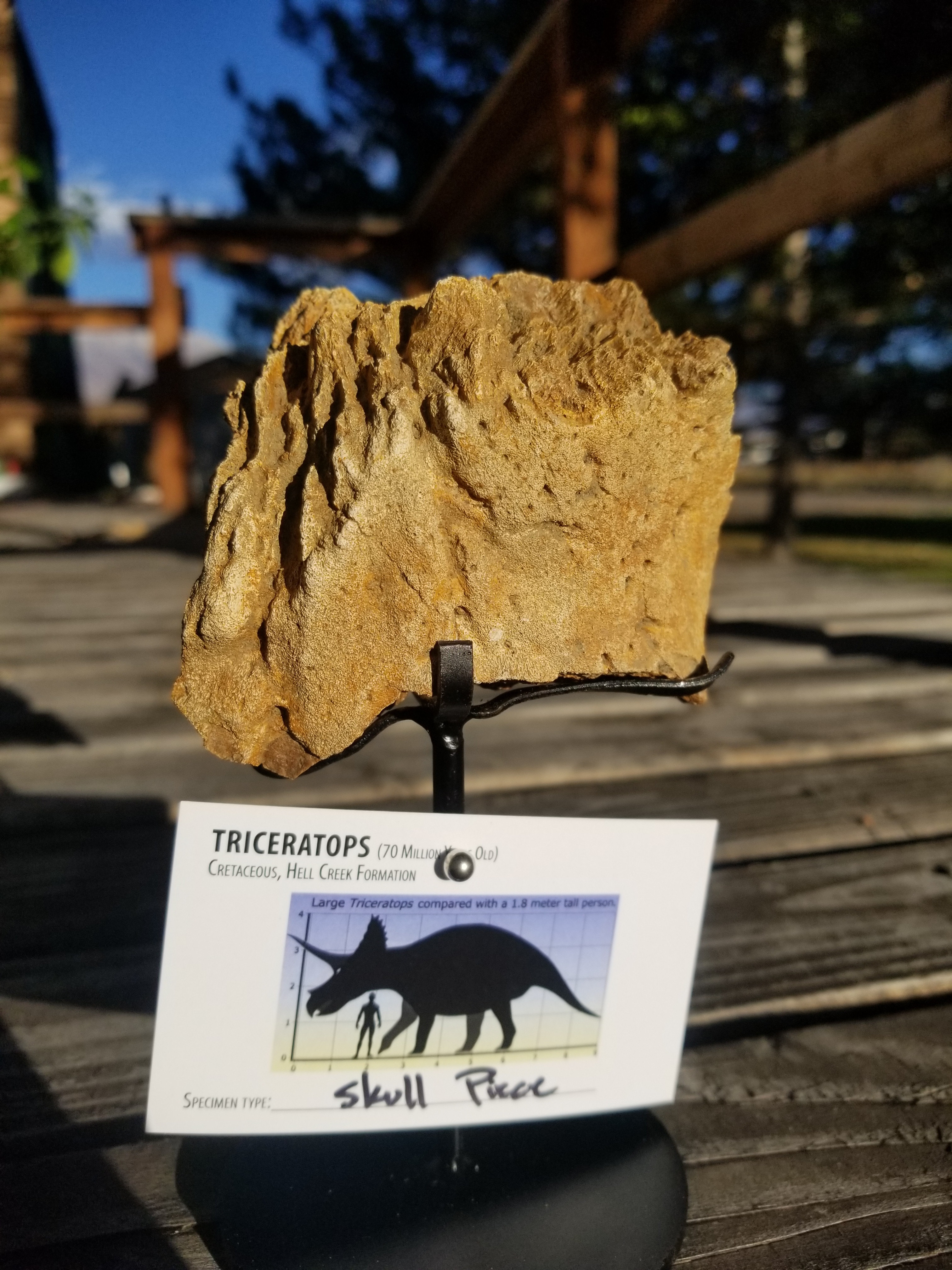Nice Triceratops Skull Section Fossil Specimen Defined Cretaceous Hell Creek MT