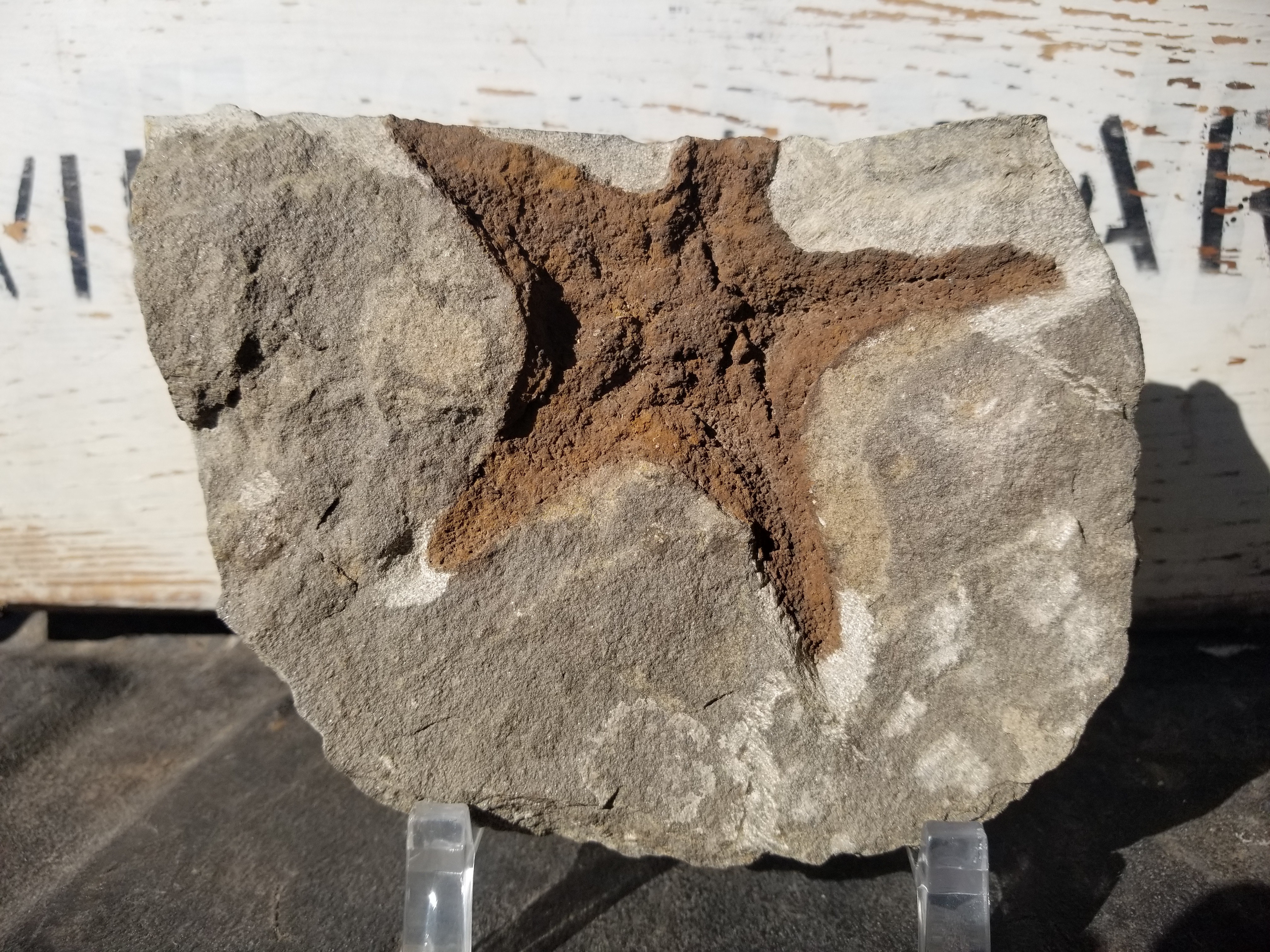 Nice Ordovician Sea Starfish Brittlestar Fossil Morocco Marine Over 400 Mill Yrs Old Atlas Mountains