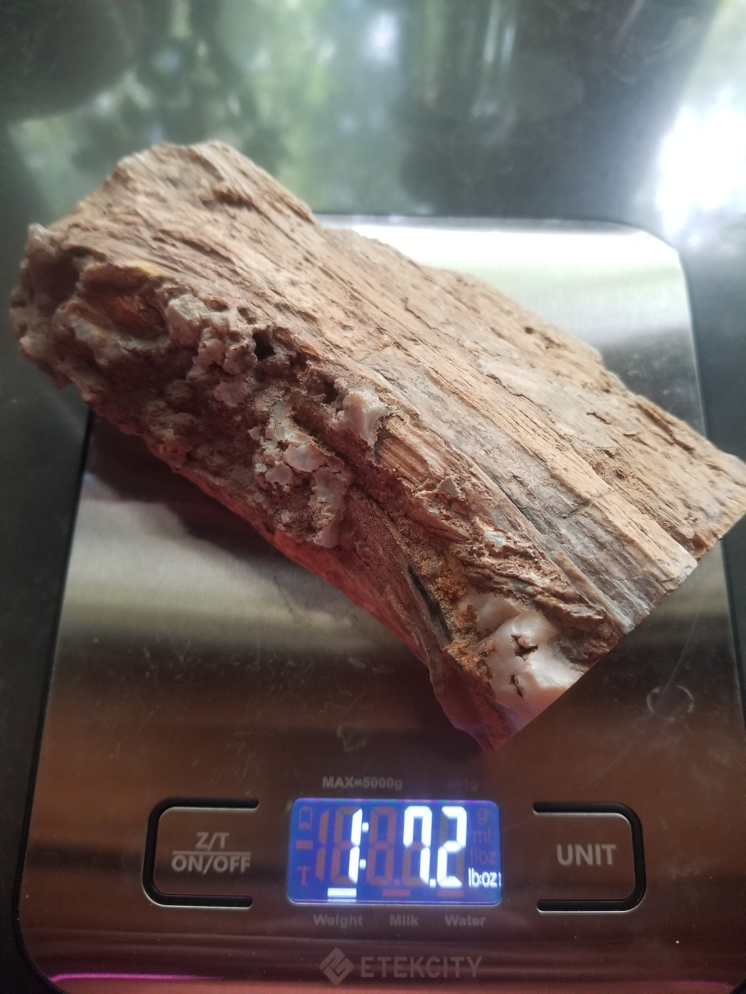 Nice Polished Blue Forest Petrified 1/4 Wood Limb Live Edge - Wyoming Agatized Wood Eden Valley