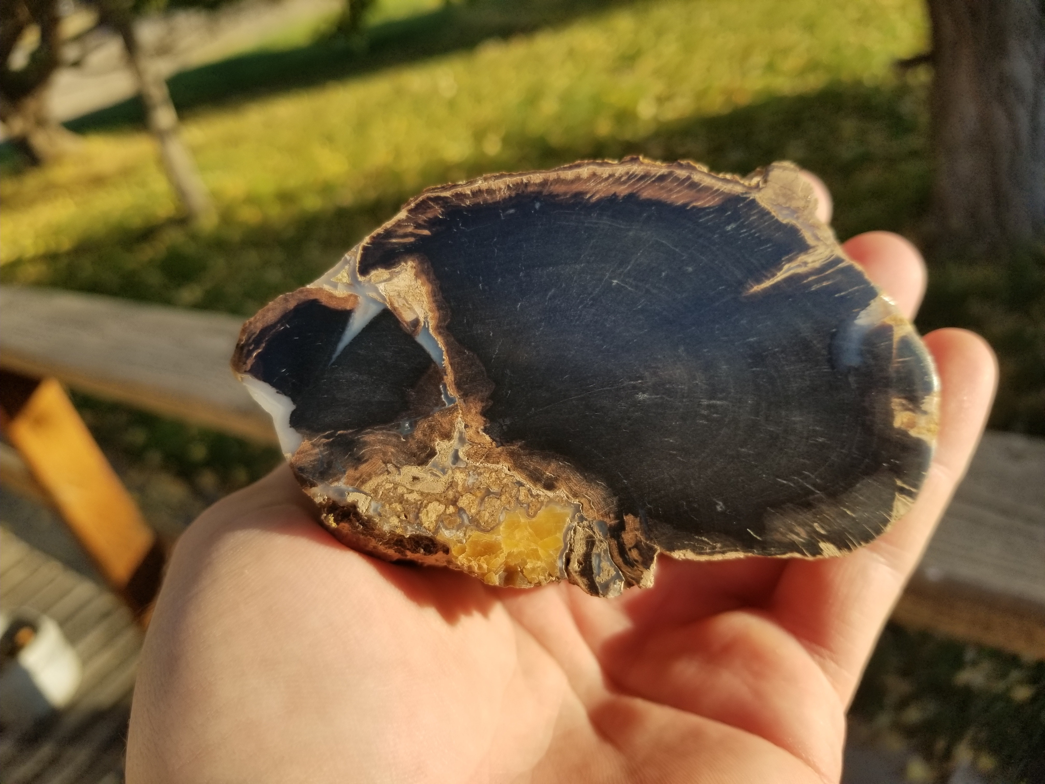 Nice Polished Blue Forest Petrified Wood Limb Round - Wyoming Agatized Wood Eden Valley