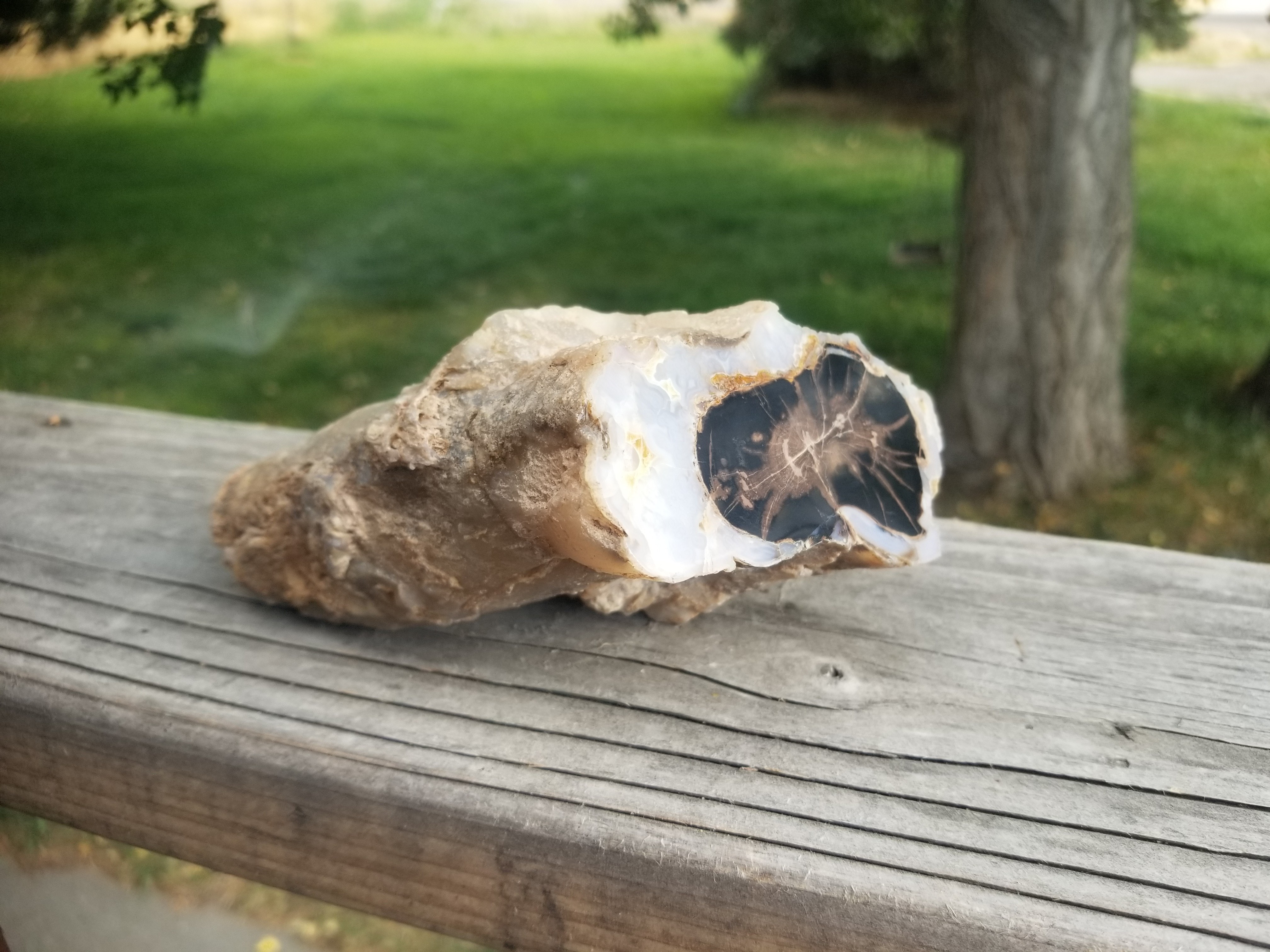 Incredible Polished Blue Forest Petrified Wood Limb w/Knot Botryoidals - Wyoming Agatized Wood Eden Valley