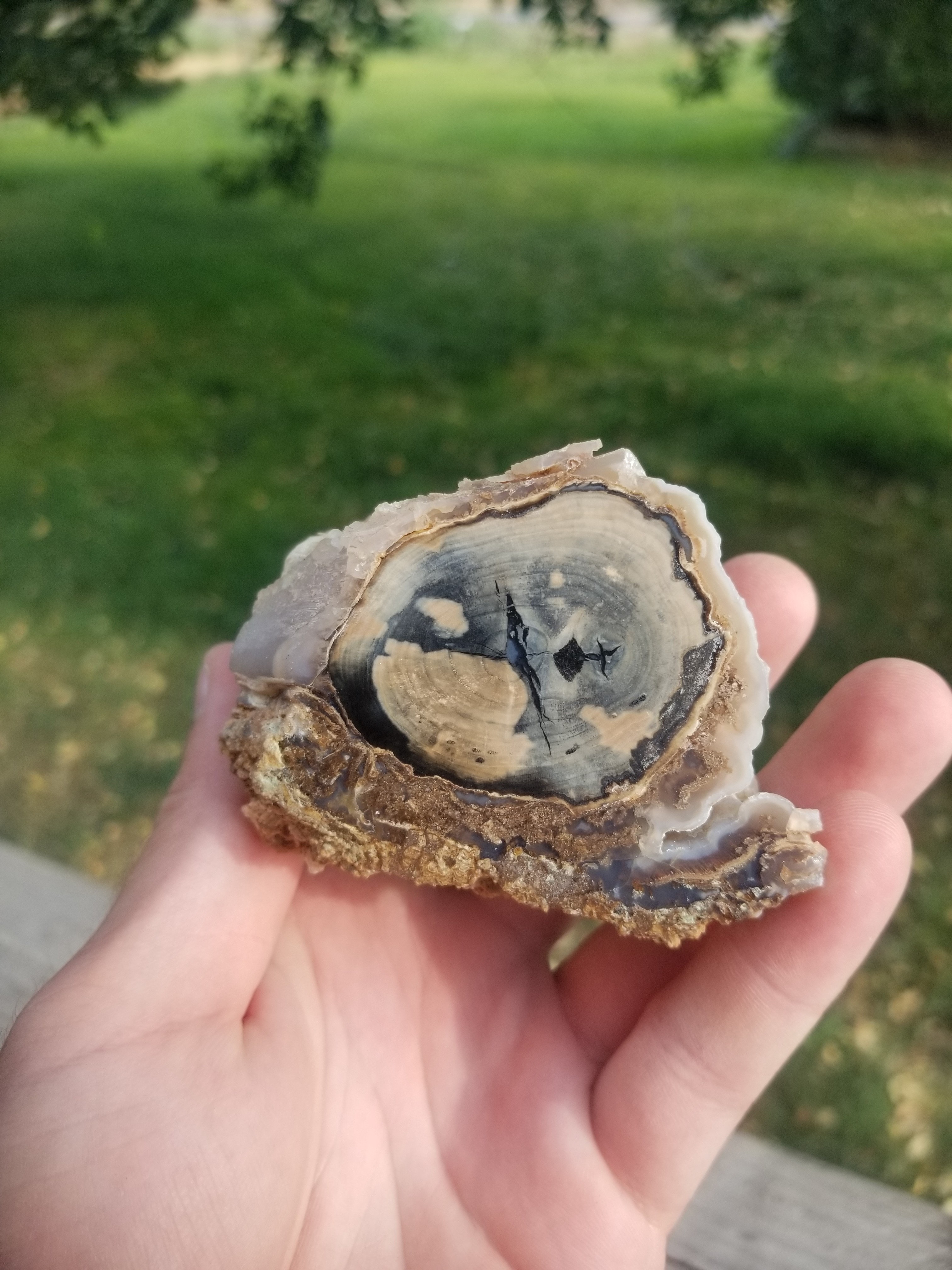 Nice Polished Blue Forest Petrified Wood Limb Knot Botryoidals - Wyoming Agatized Wood Eden Valley