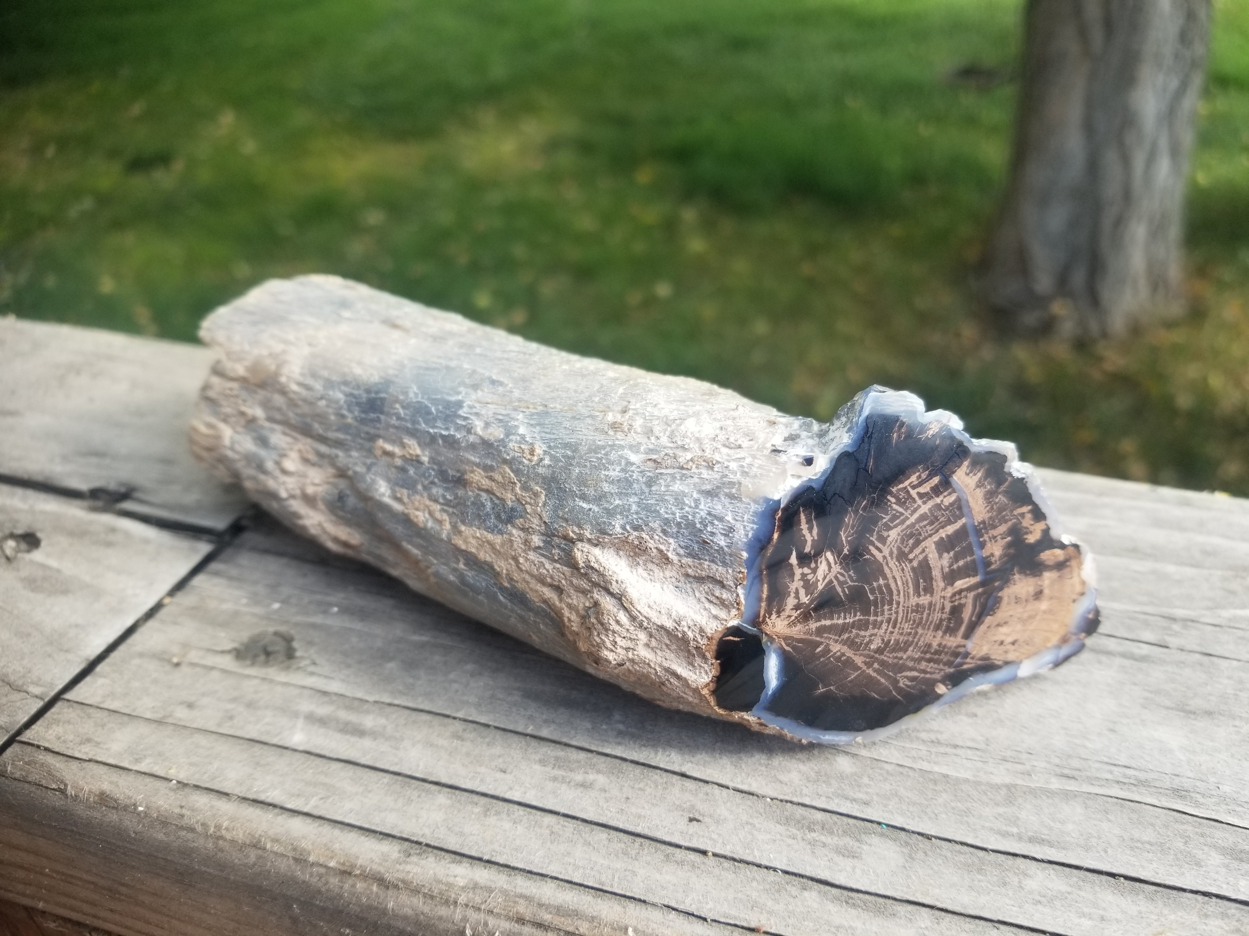 Nice Polished Blue Forest Petrified Wood Limb Live Edge - Wyoming Agatized Wood Eden Valley