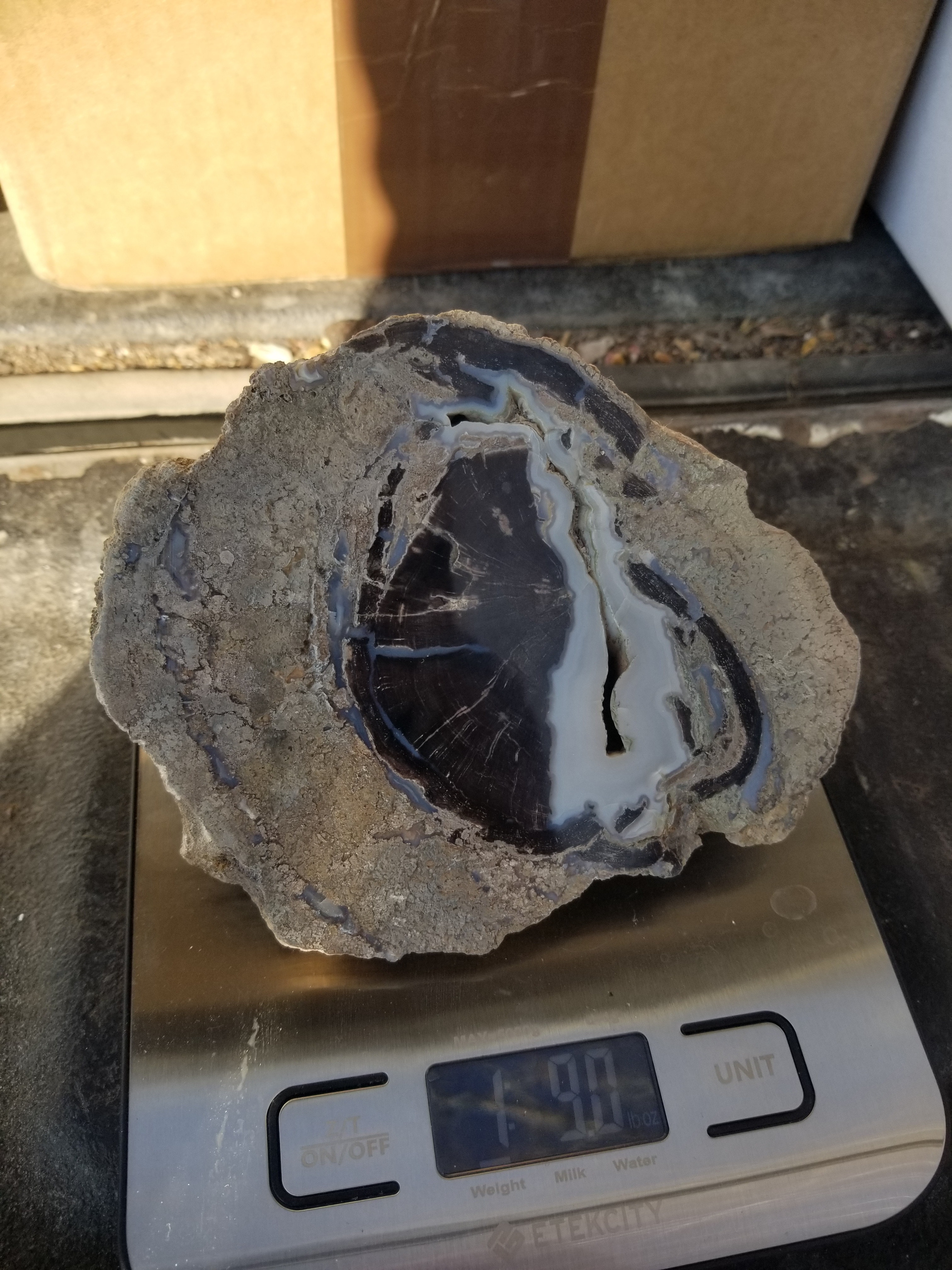 Nice Polished Blue Forest Petrified Wood Limb Round Large Fortification - Wyoming Agatized Wood Eden Valley 1.5Lb