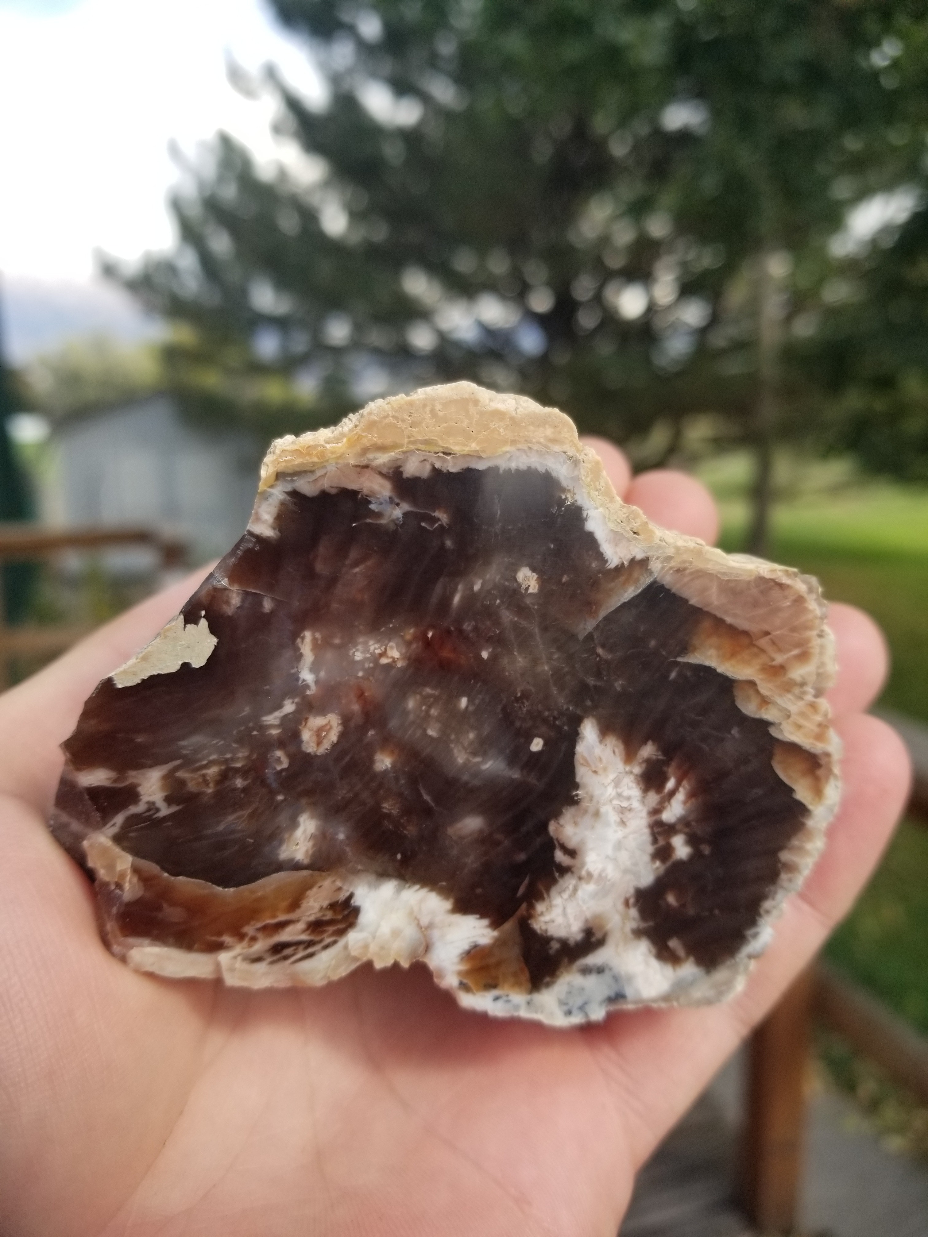 Nice Polished Petrified Wood Limb- Wyoming Agatized Wood Eden Valley 15oz