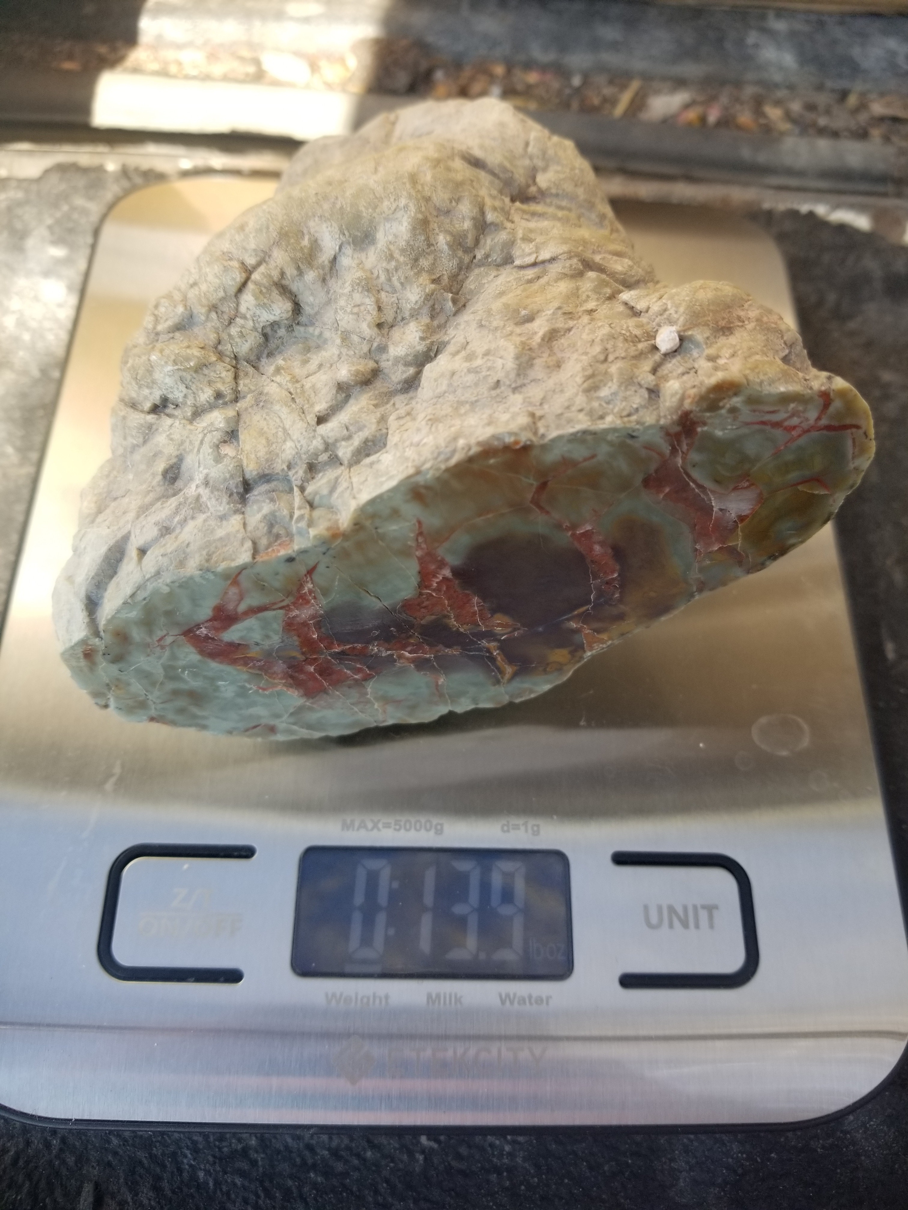 Nice Polished Coprolite Half Specimen Fossilized Agatized Dinosaur Poop Dung Natural 394g