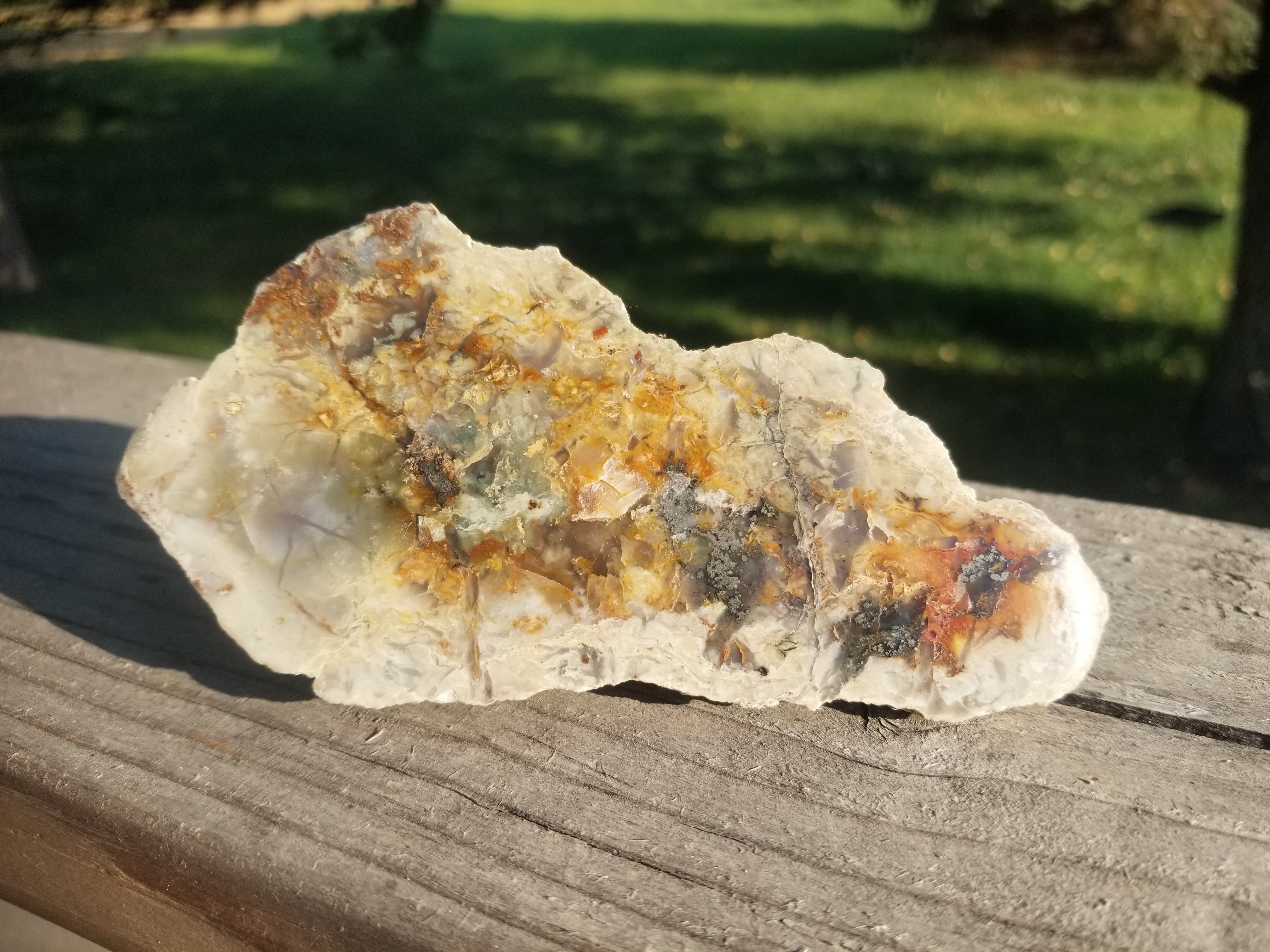Nice Polished Coprolite Half Specimen Fossilized Agatized Dinosaur Poop Dung Natural