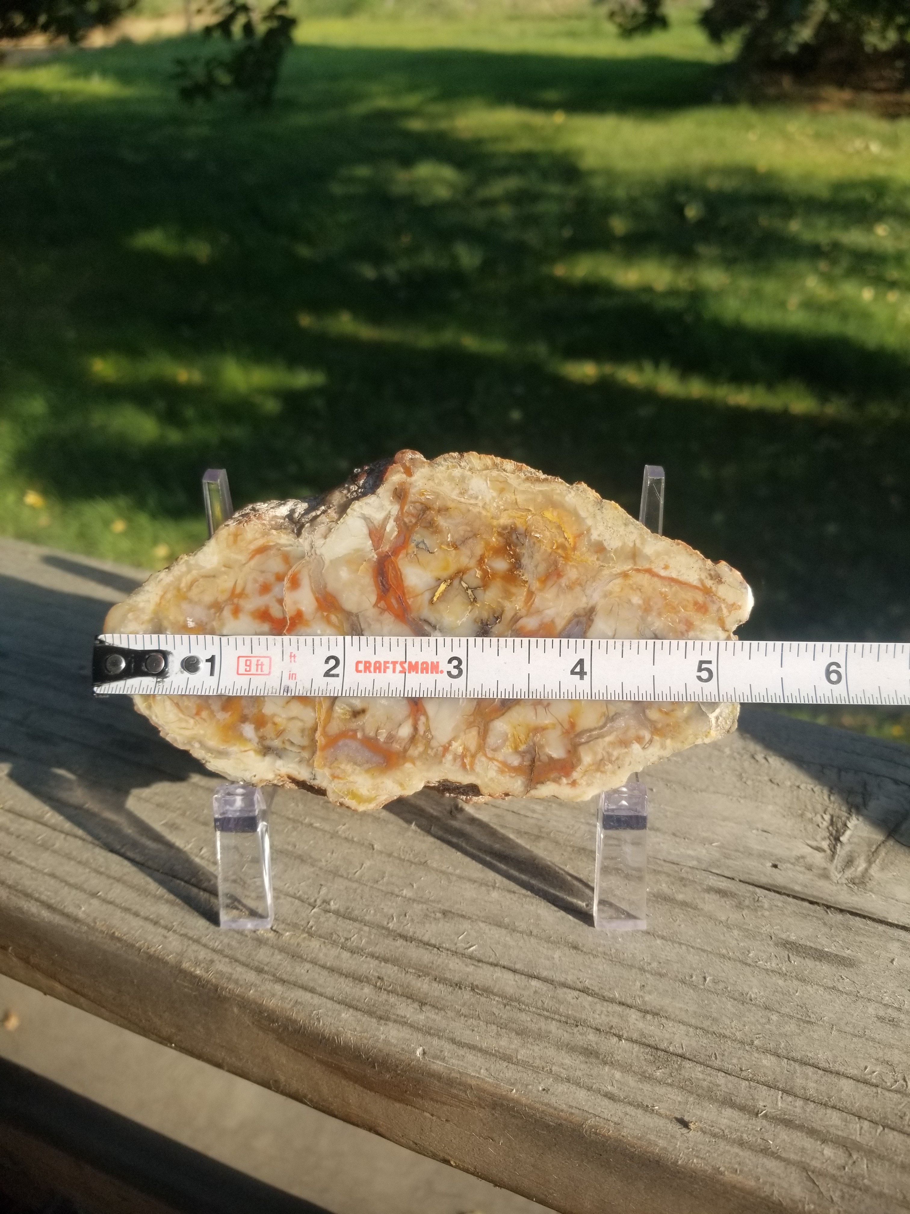 Nice Polished Coprolite Half Specimen Fossilized Agatized Dinosaur Poop Dung Natural