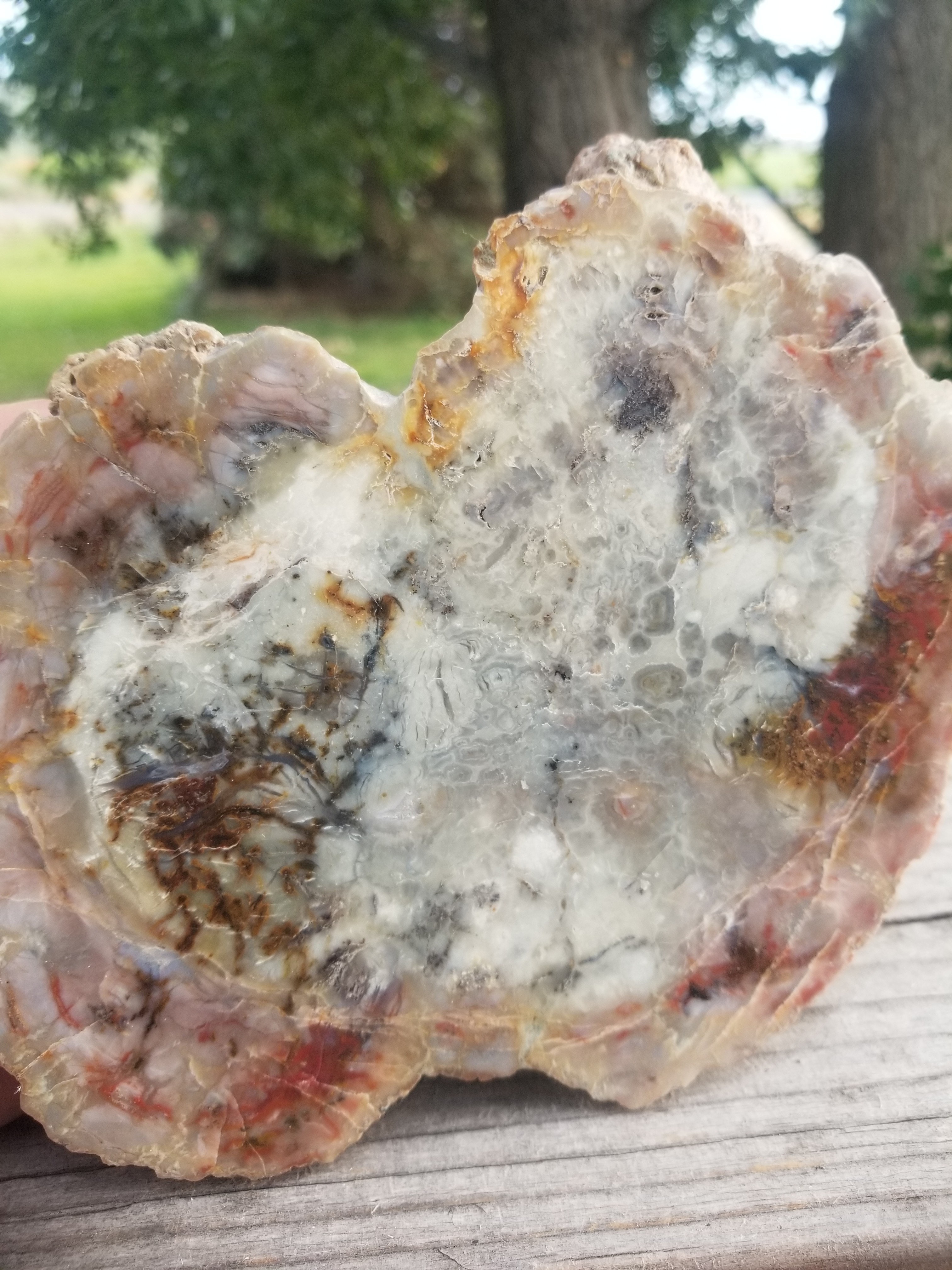 Nice Large Polished Coprolite Half Specimen Fossilized Agatized Dinosaur Poop Dung Natural 2.7Lb