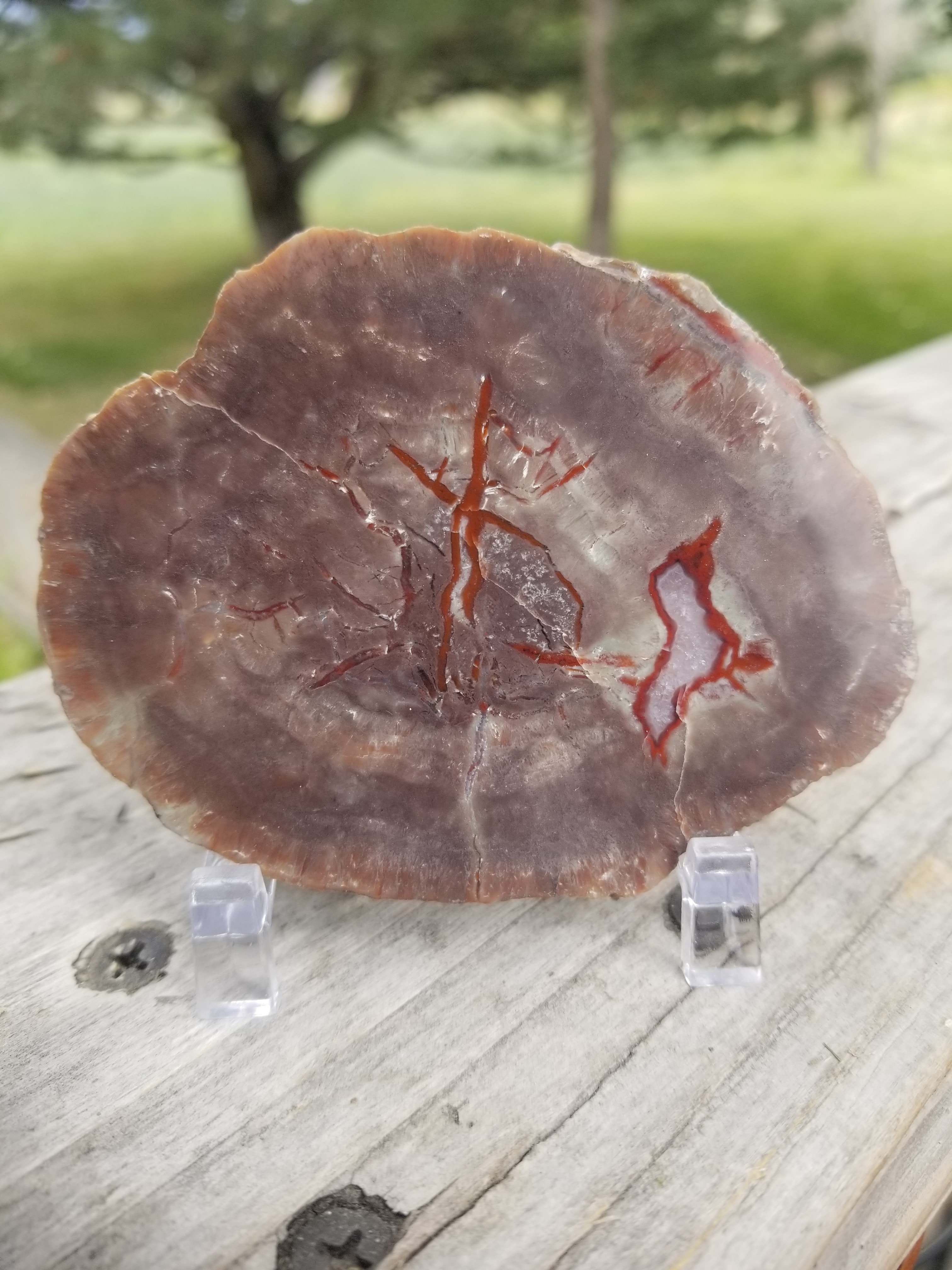 Nice Polished Coprolite Slab Specimen Fossilized Agatized Dinosaur Poop Dung Natural 62g