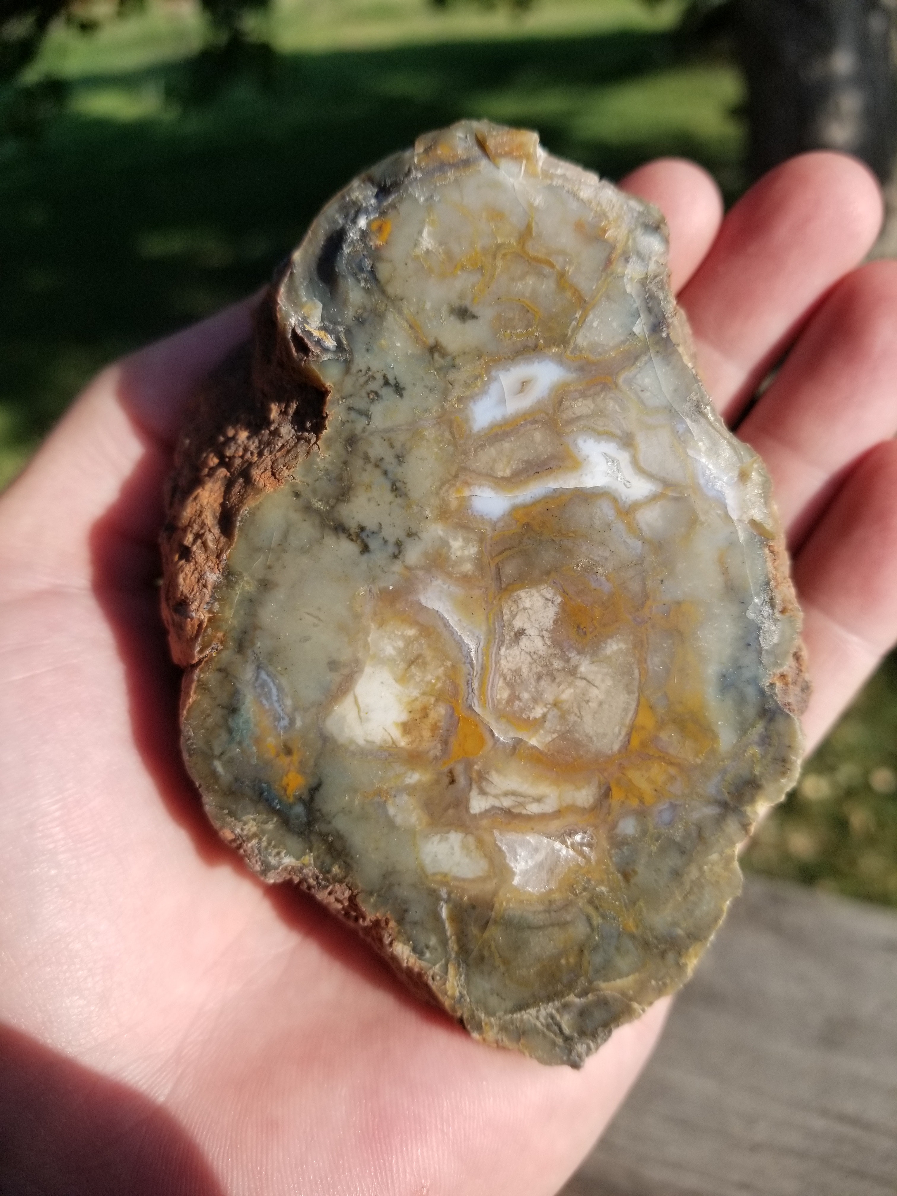 Nice Polished Coprolite Half Specimen Fossilized Agatized Dinosaur Poop Dung Natural