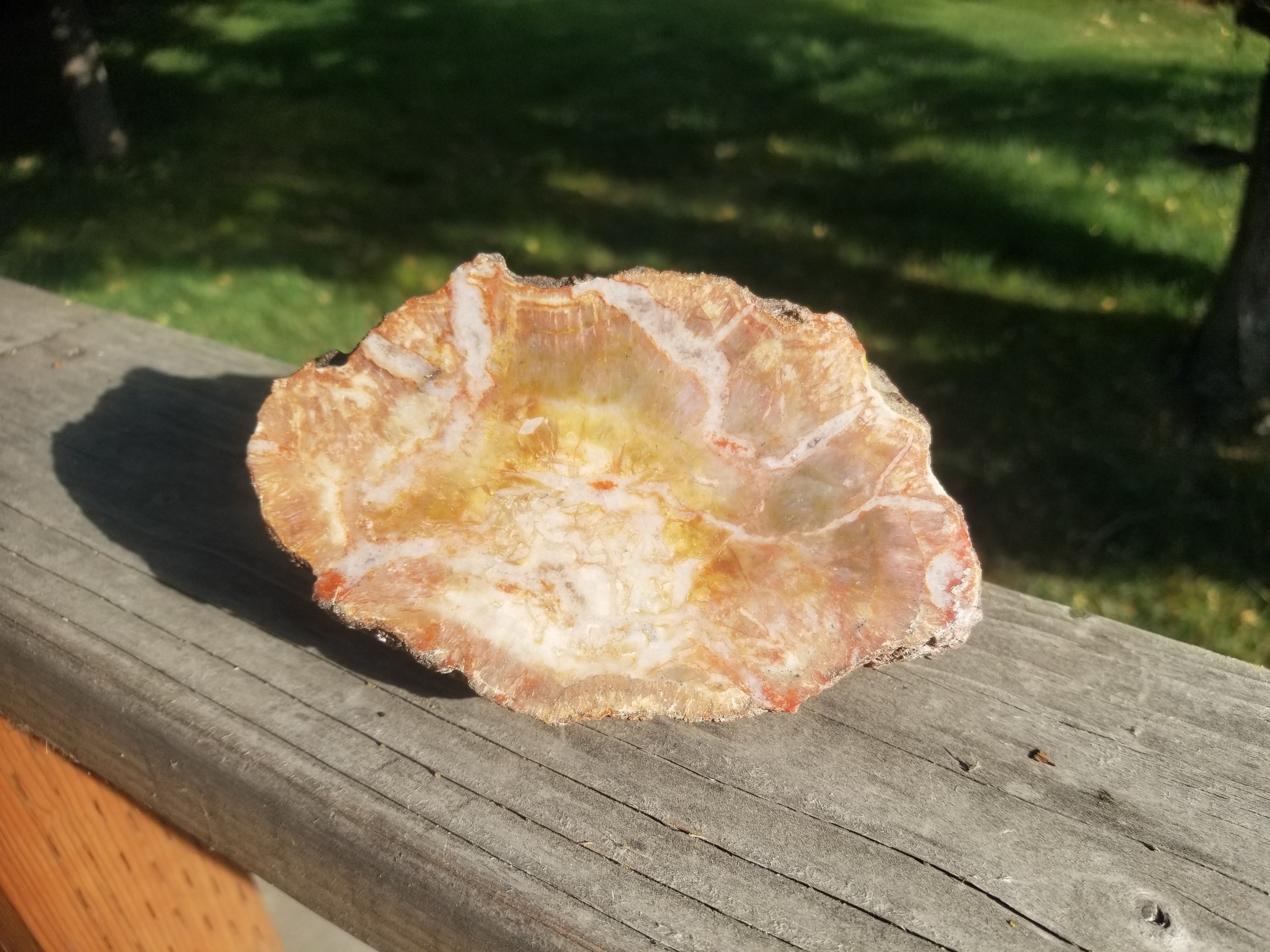 Nice Polished Coprolite Half Specimen Fossilized Agatized Dinosaur Poop Natural