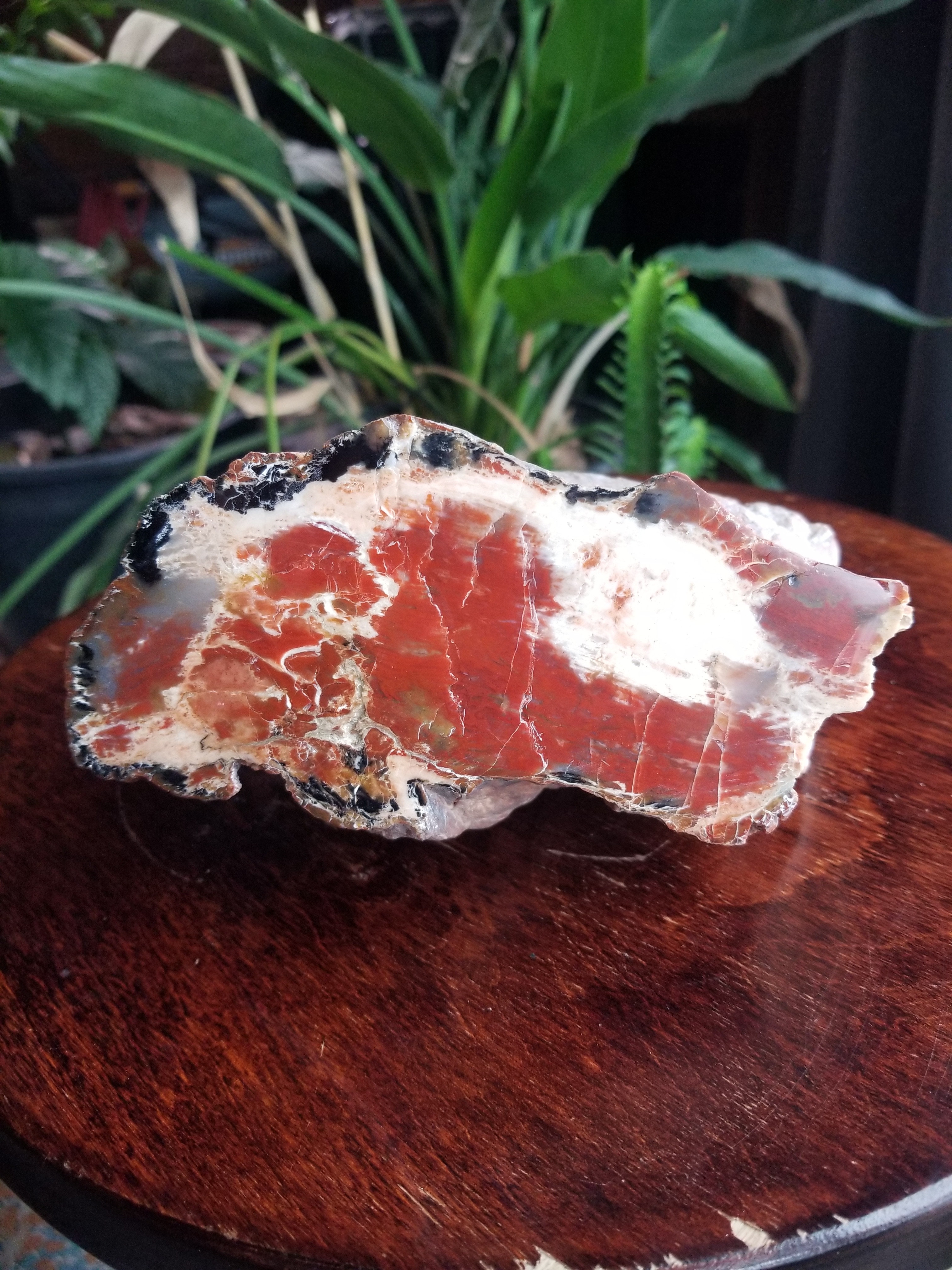 Nice Polished Henry Mountains Petrified Wood Specimen - Jurassic, Southern Utah 4.8Lb