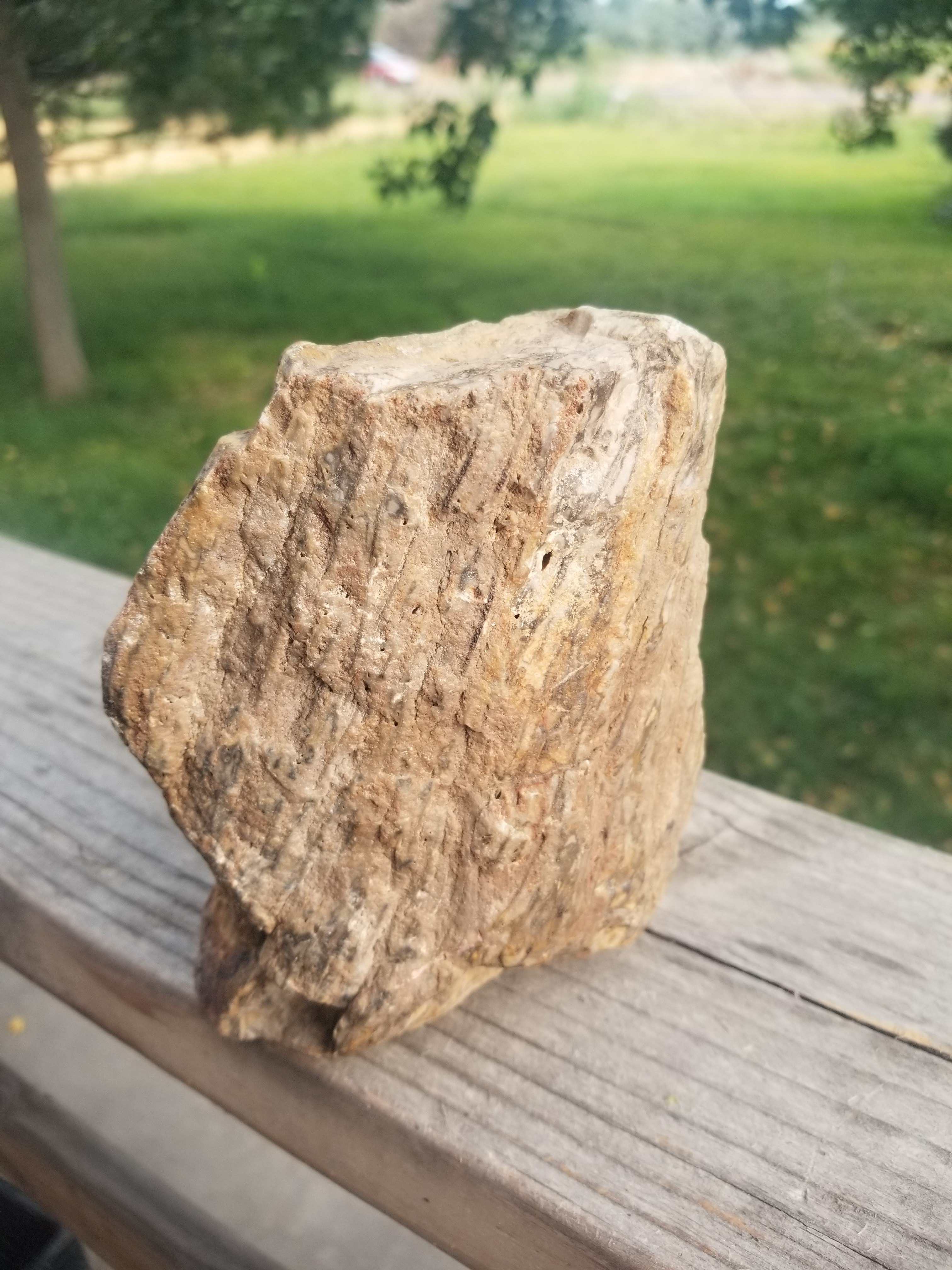 Nice Polished Petrified Palm Wood (Palmoxylon) Upright Specimen Great Pattern Old Collection 2.6Lb