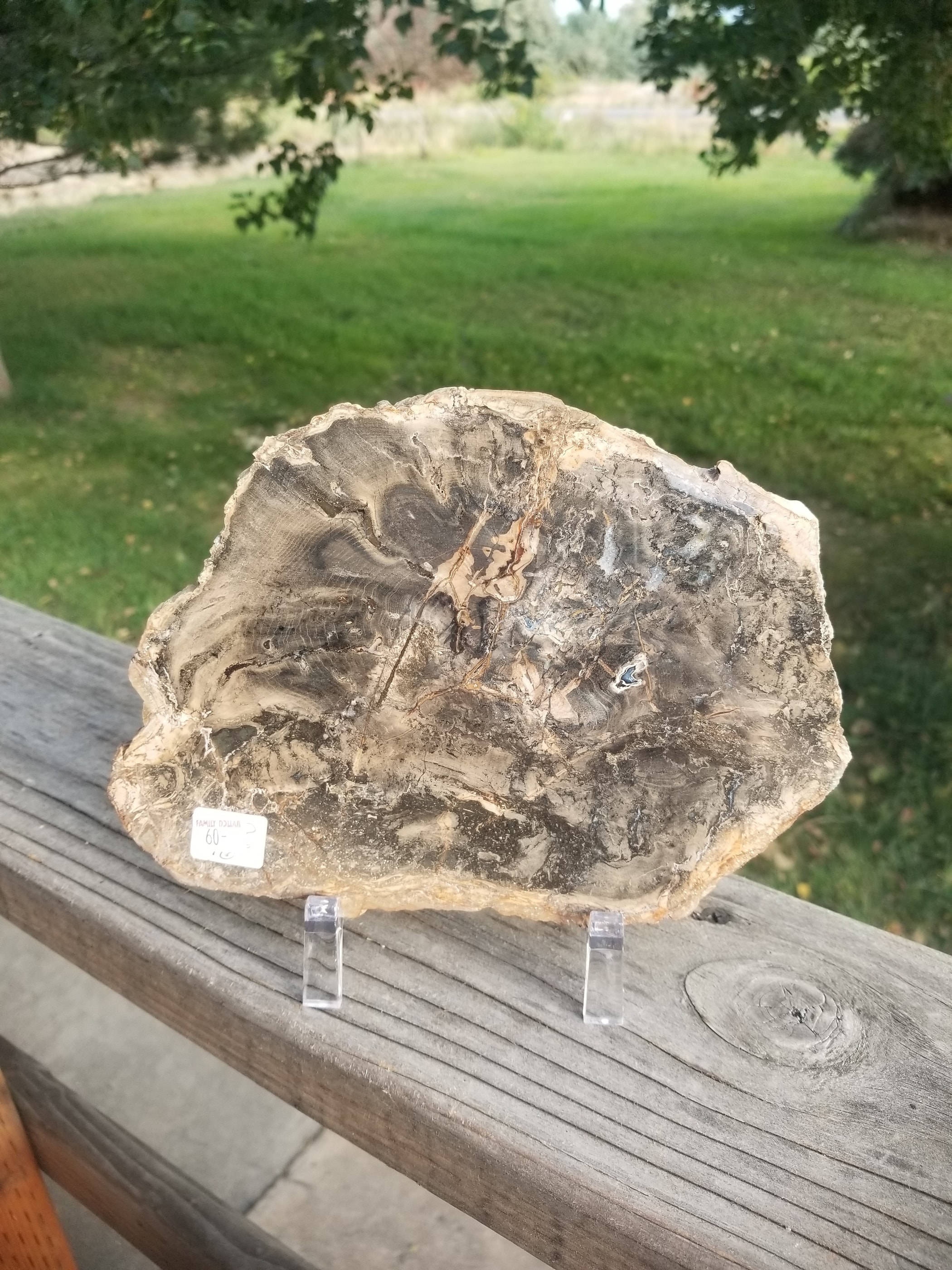 Nice Polished Sweet Home Oregon Petrified Wood 5" Round 25-31 Million Years Old