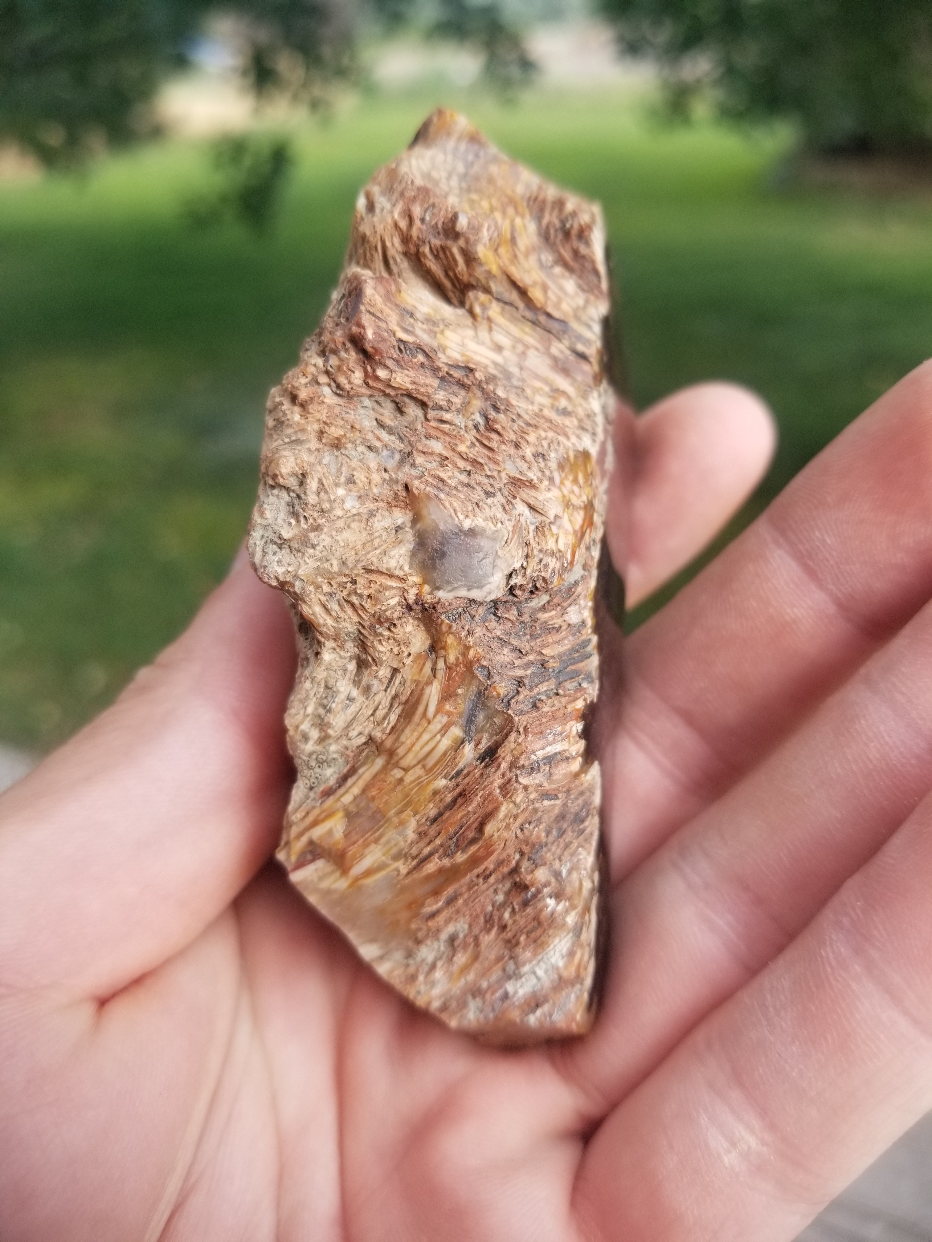 Nice Rare Polished Petrified Palm Wood Specimen Multicolor 152g - Nephi Utah