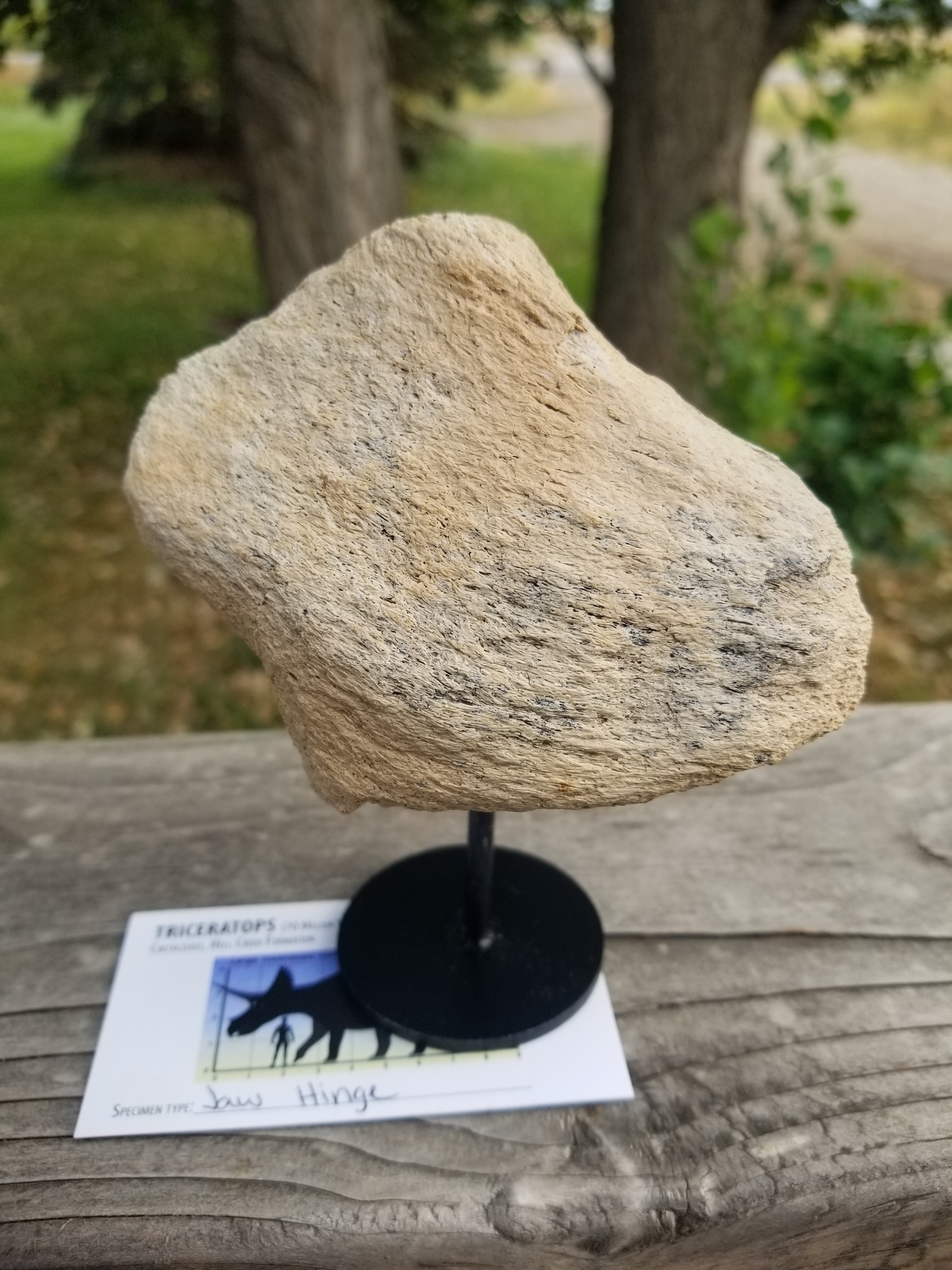 Nice Triceratops Jaw Hinge Section Fossil Specimen Defined Cretaceous Hell Creek MT