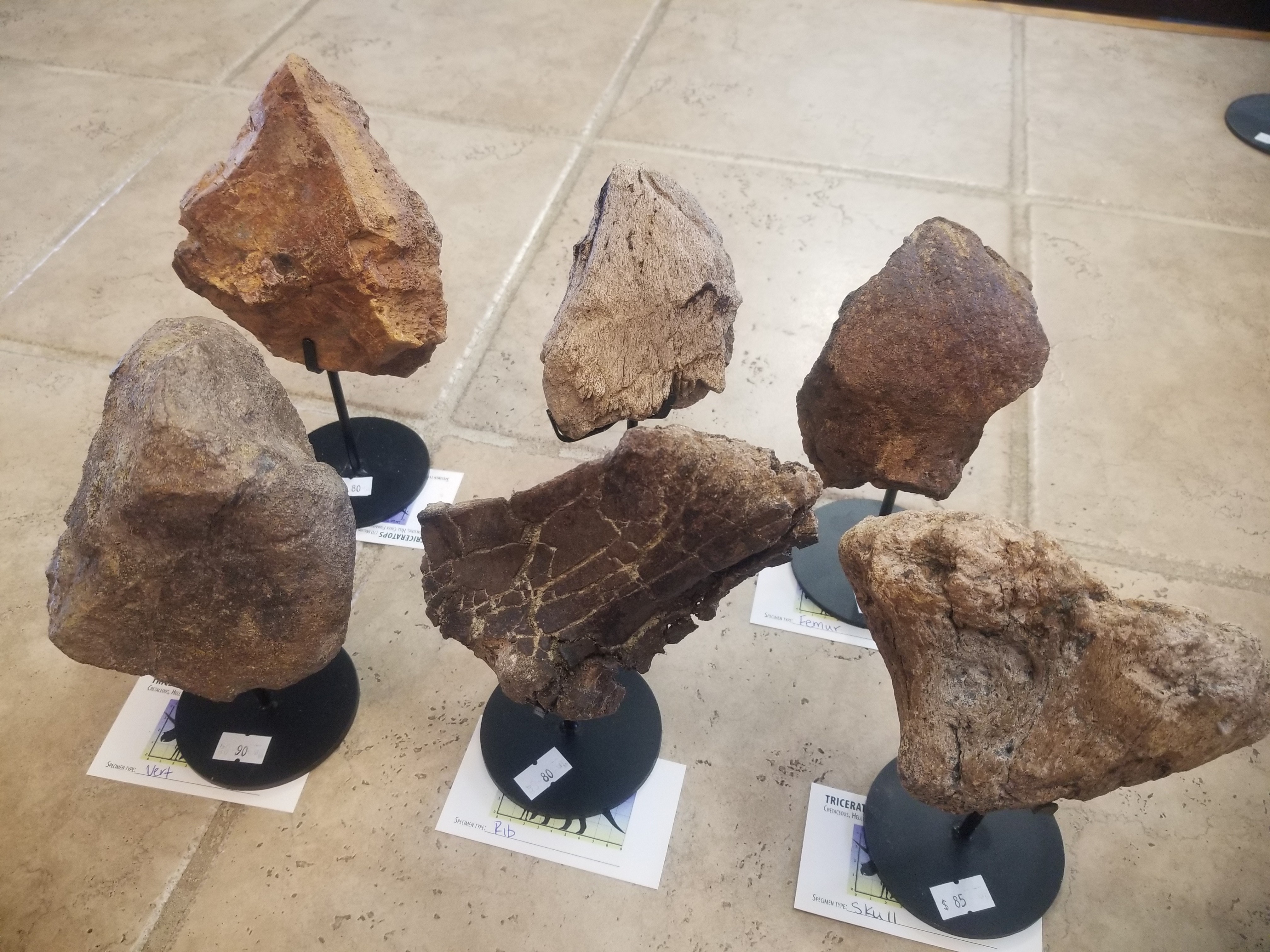 *Wholesale - Nice Triceratops 6 Piece Lot Fossil Specimen Defined Cretaceous Hell Creek MT