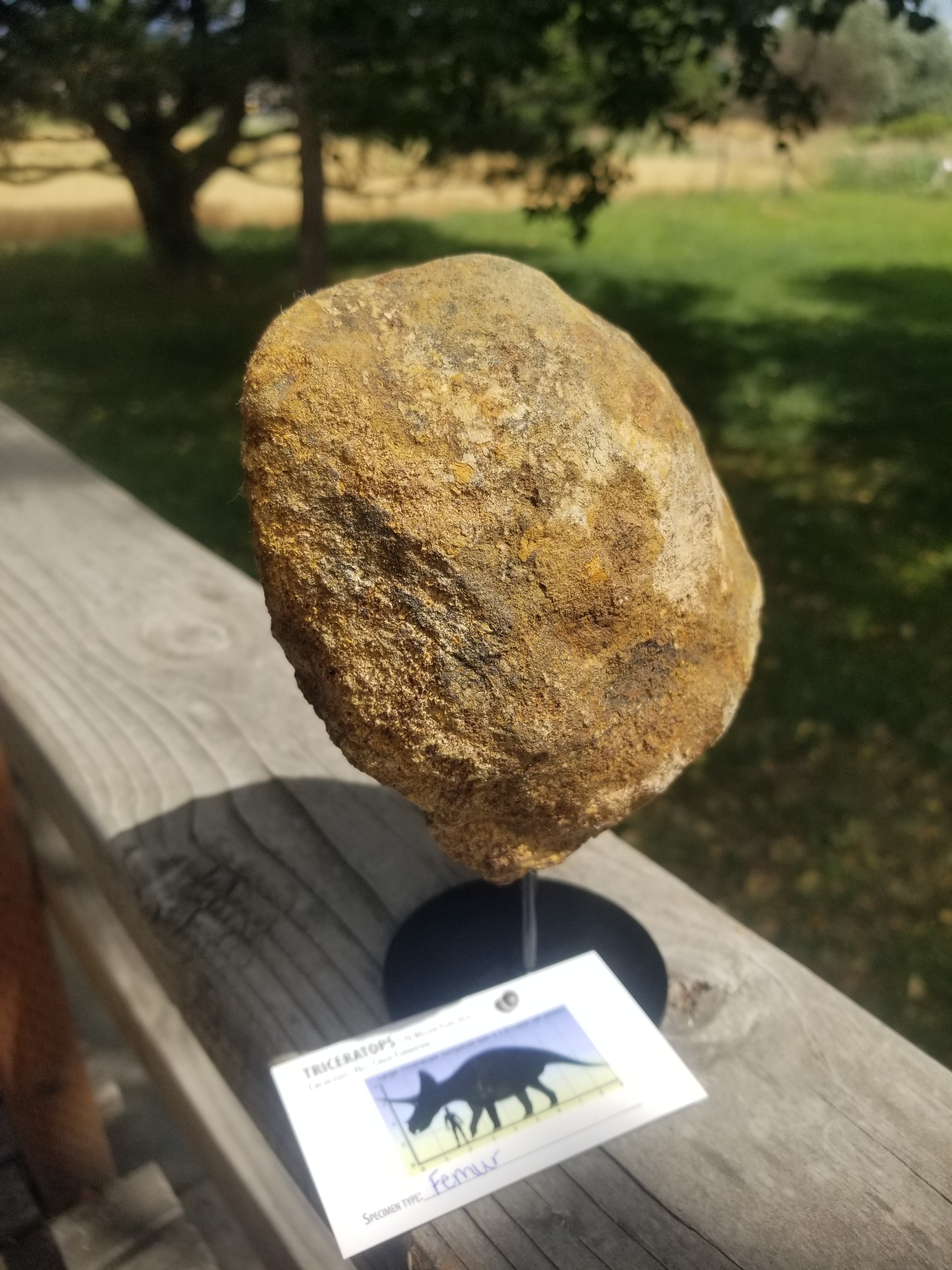Nice Triceratops Femur End Section Fossil Specimen Defined Cretaceous Hell Creek MT