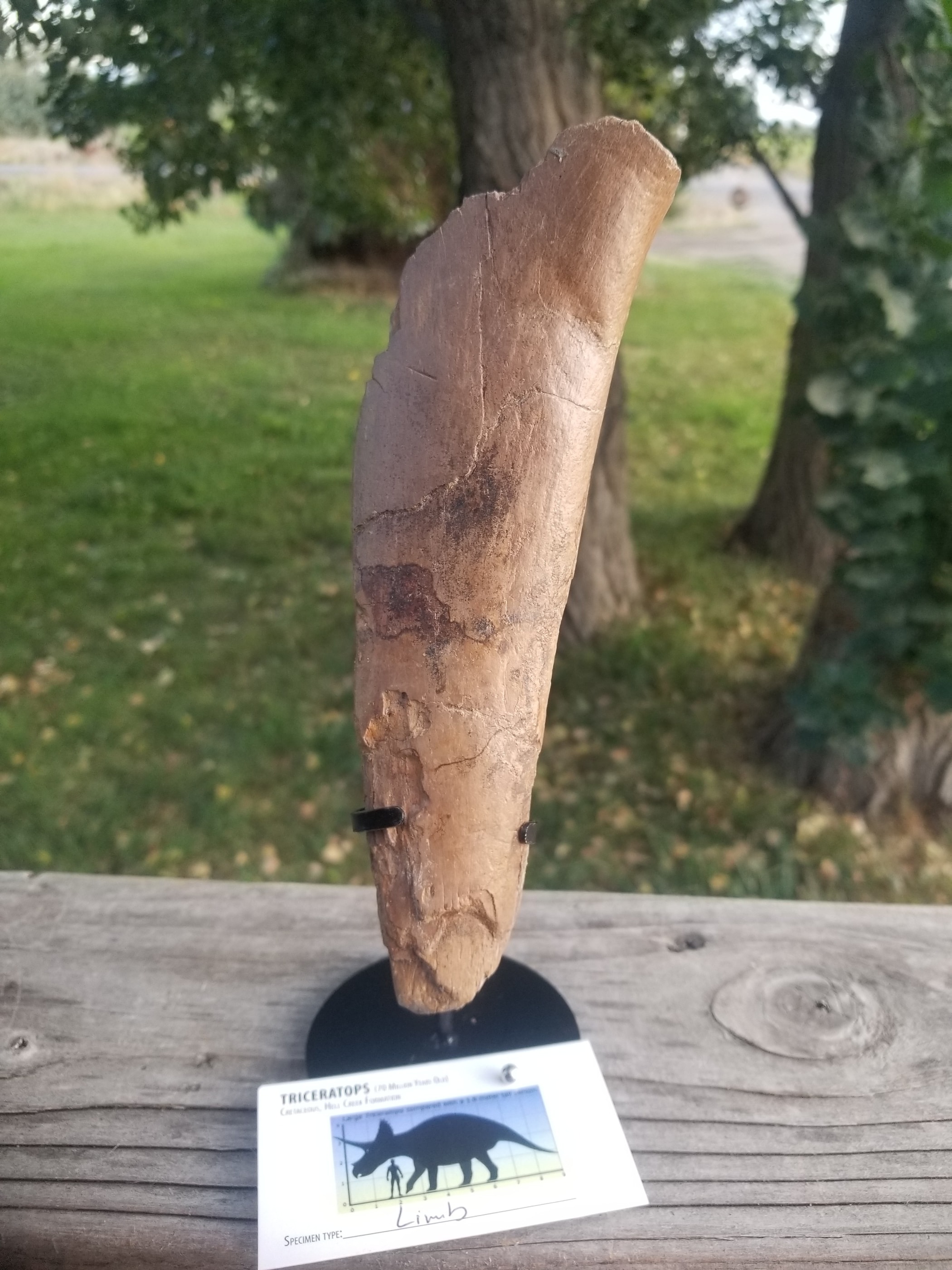 Nice Triceratops Femur Section Fossil Specimen Defined Cretaceous Hell Creek MT