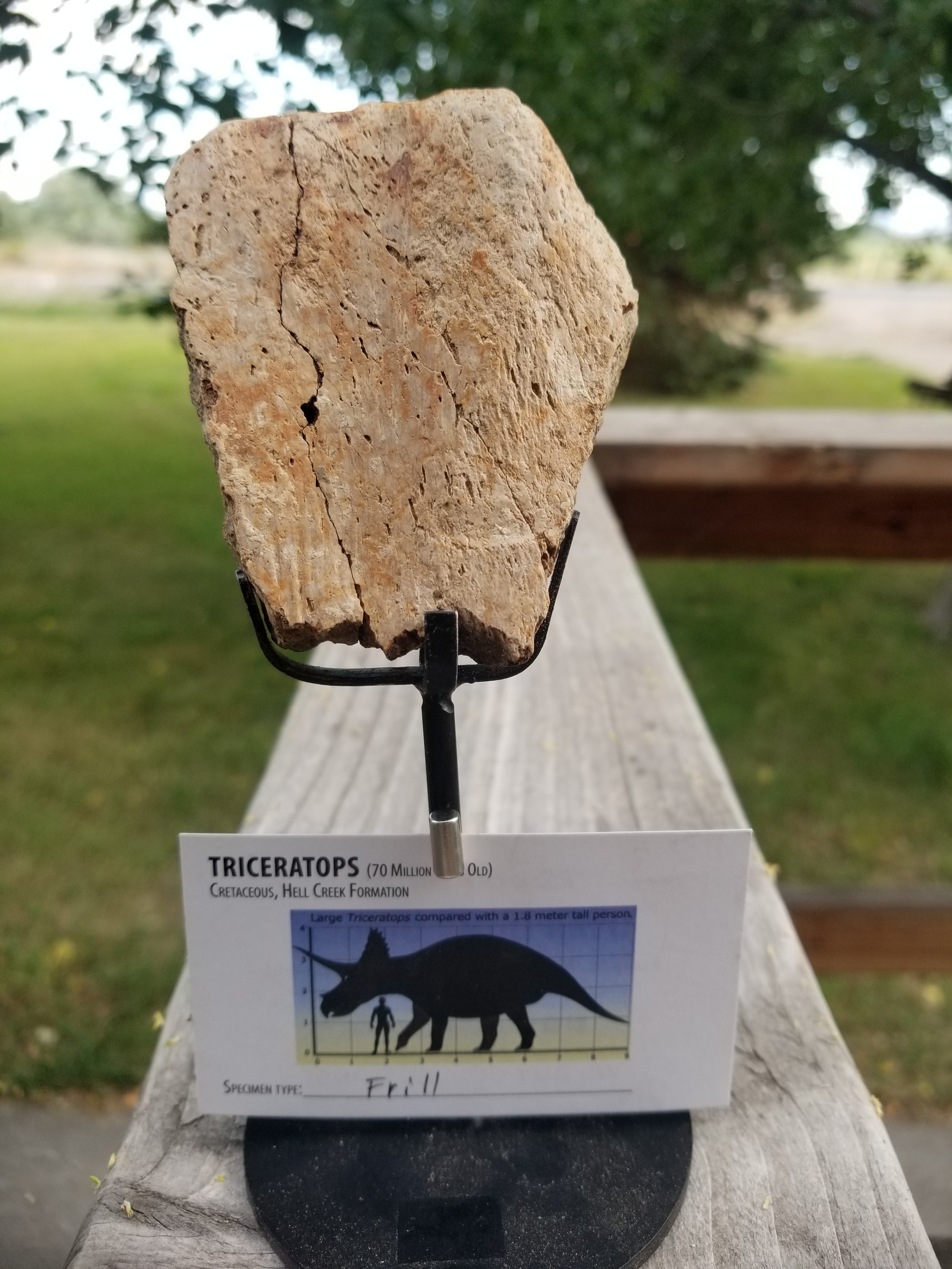 Nice Triceratops Frill Section Fossil Specimen Defined Cretaceous Hell Creek MT