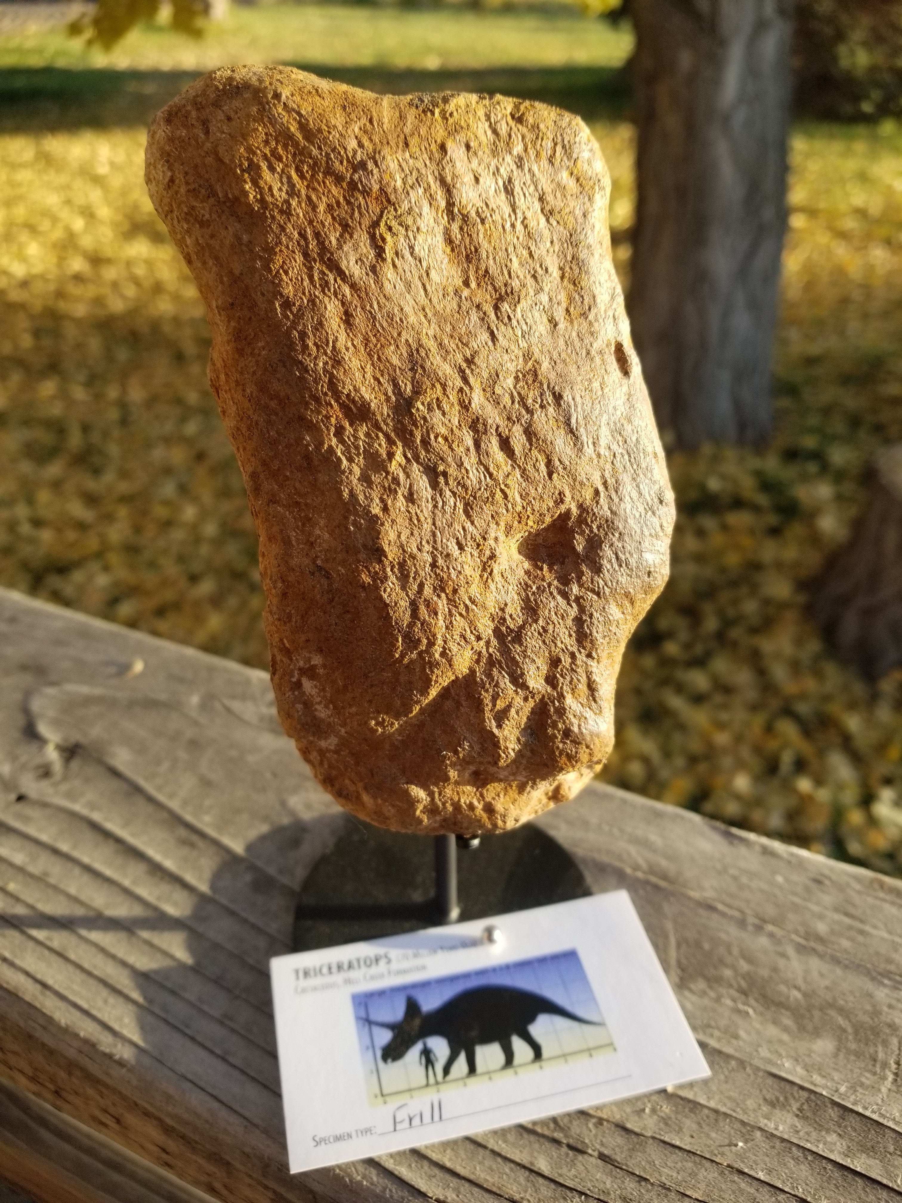 Nice Triceratops Frill Section Fossil Specimen Defined Cretaceous Hell Creek MT
