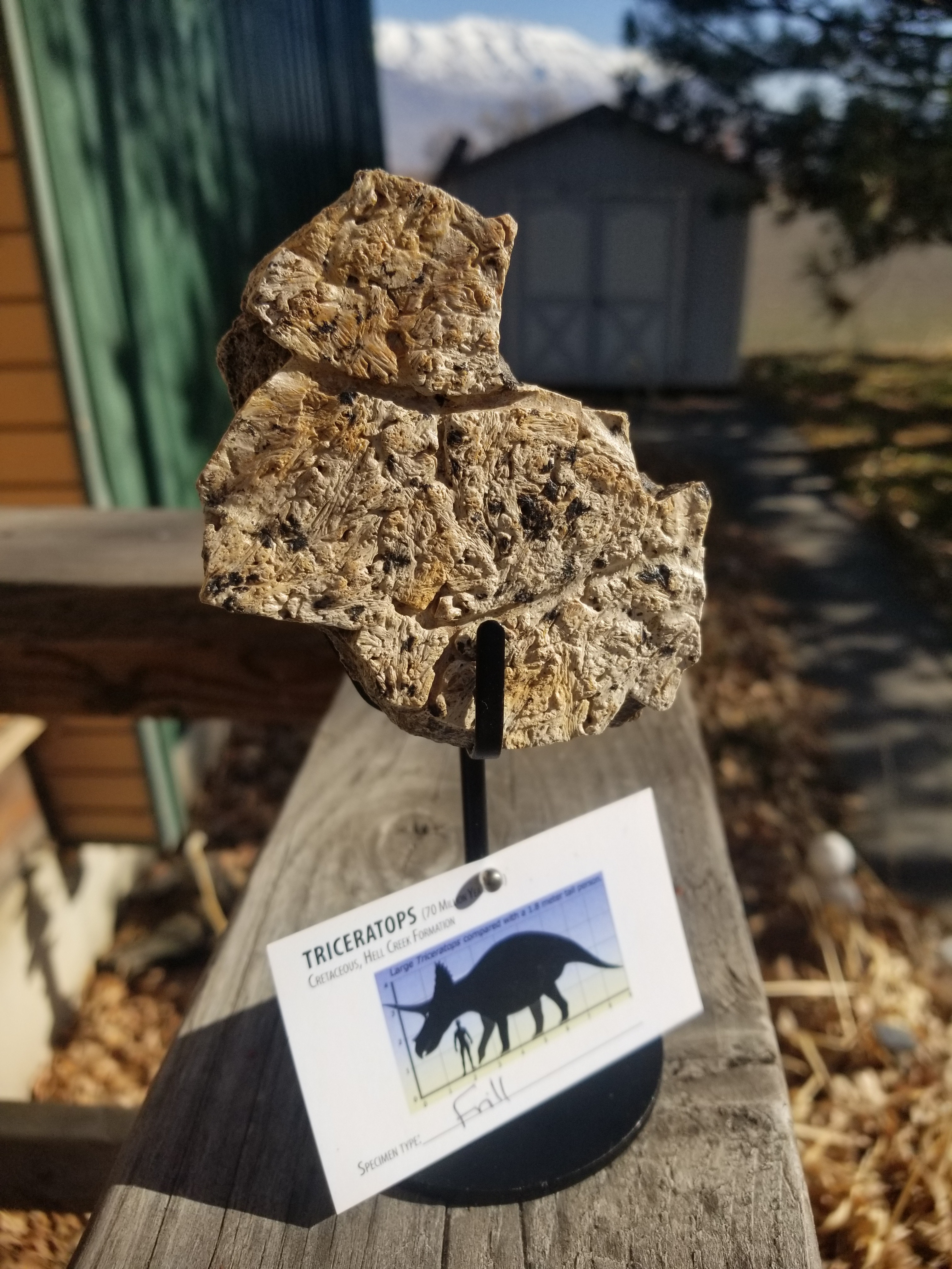 Nice Triceratops Frill Section Fossil Specimen Defined Cretaceous Hell Creek MT