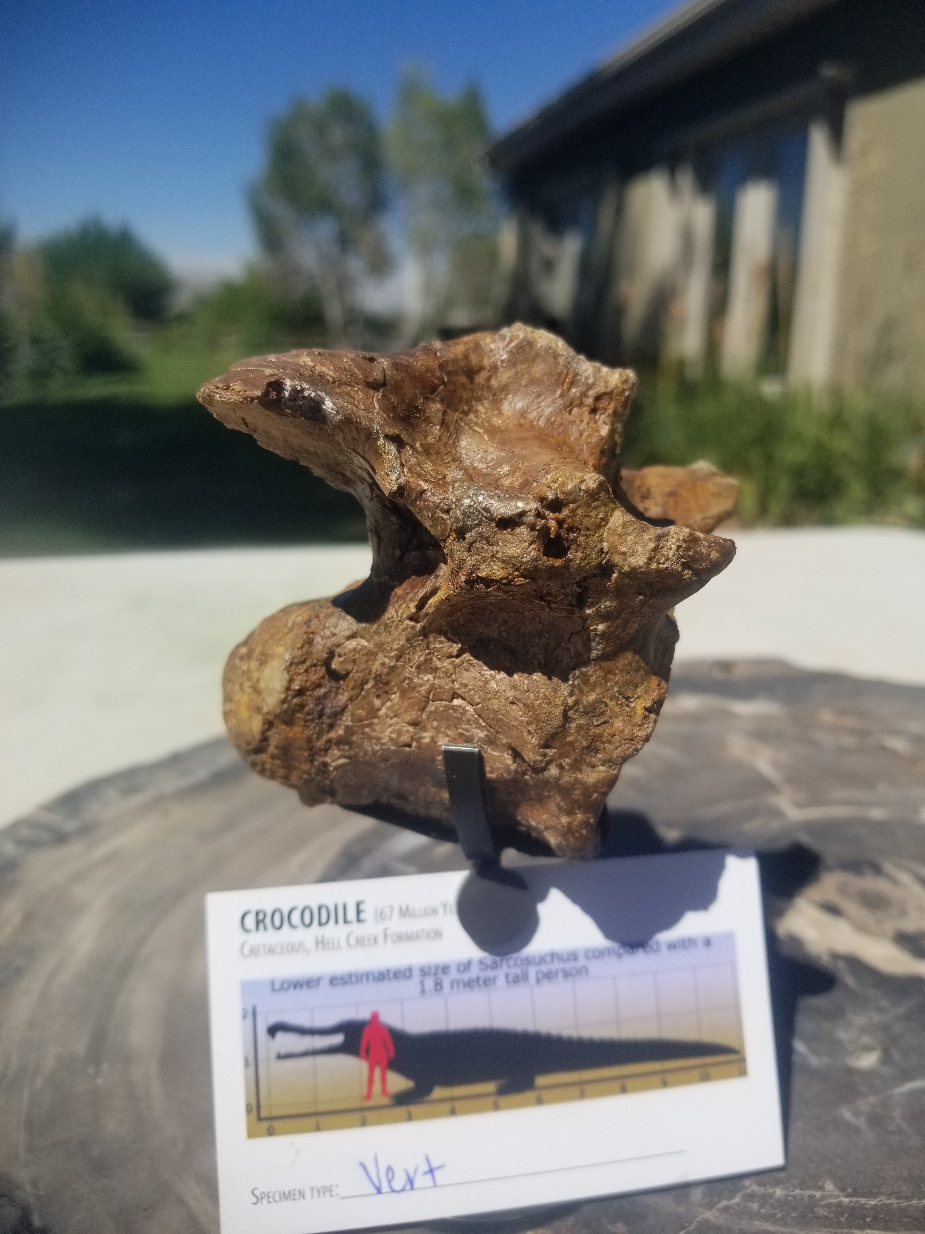 Nice Large Crocodile Vertebrae Fossil Specimen Defined Cretaceous Hell Creek MT