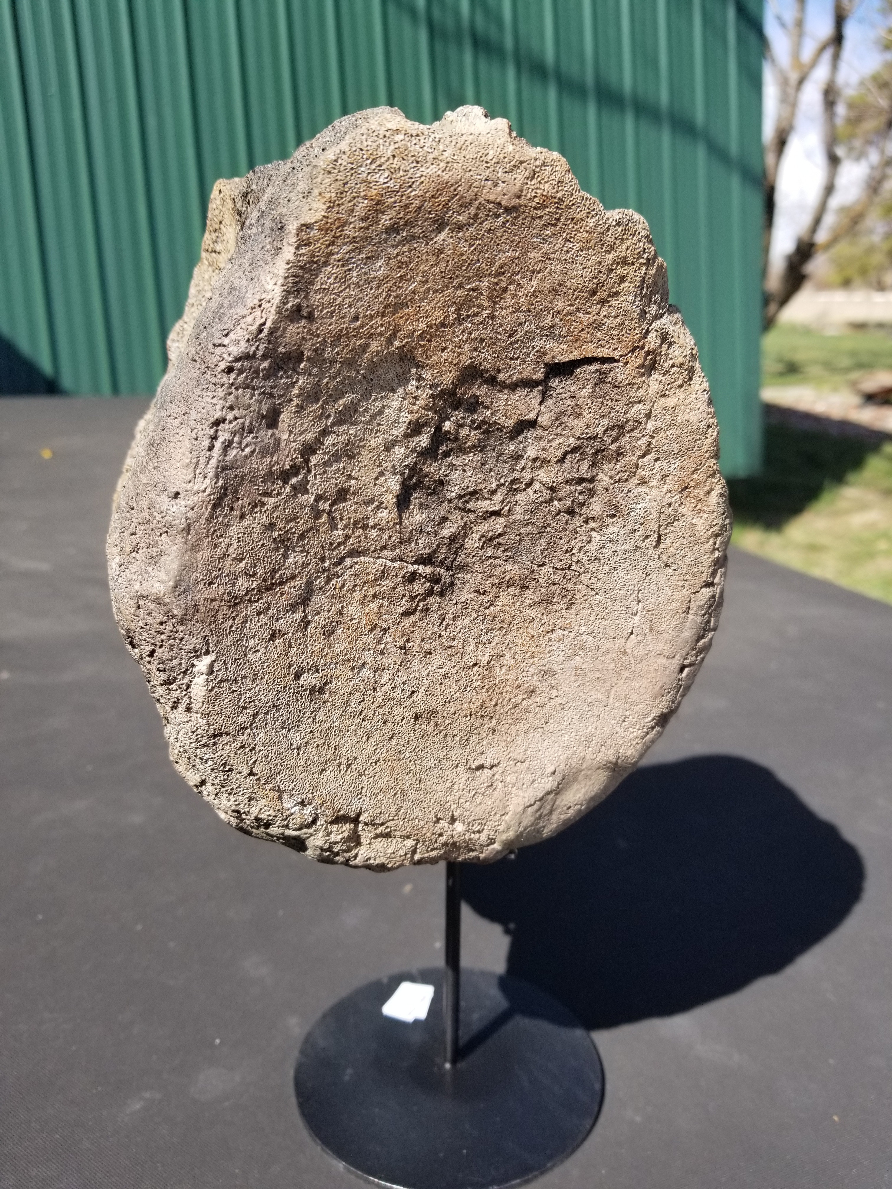 Nice Large Triceratops Full Vert Centrum Fossil Specimen Defined Cretaceous Hell Creek MT