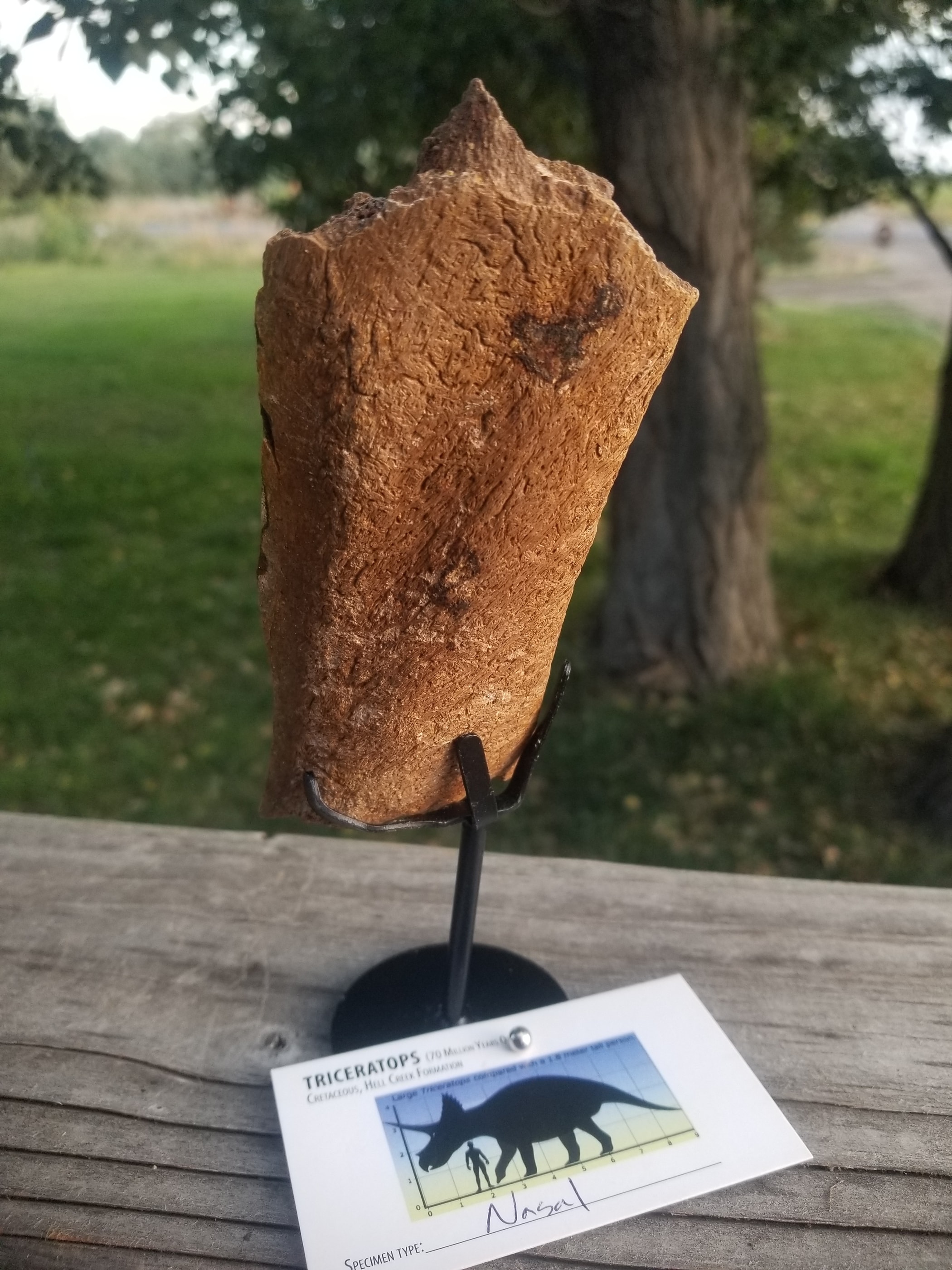 Nice Triceratops Nasal Section Fossil Specimen Defined Cretaceous Hell Creek MT