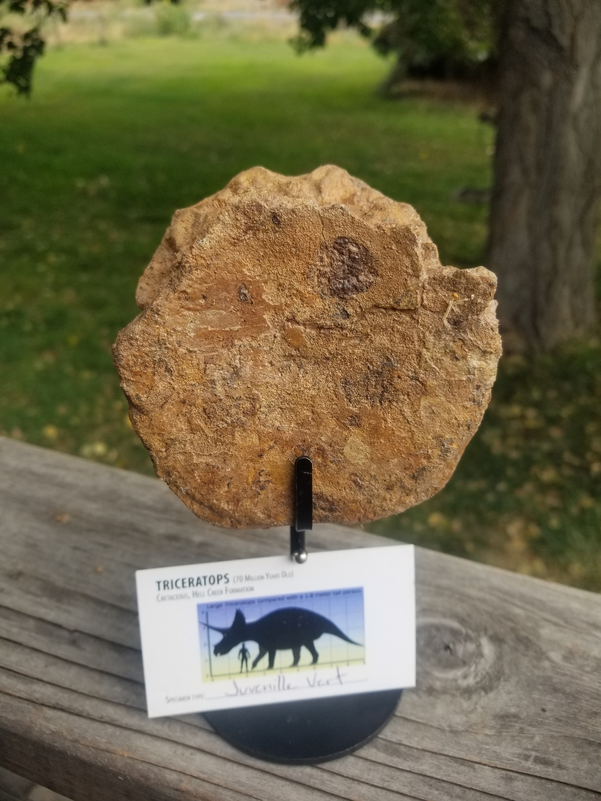 Nice Triceratops Juvenile Vert Centrum Fossil Specimen Defined Cretaceous Hell Creek MT