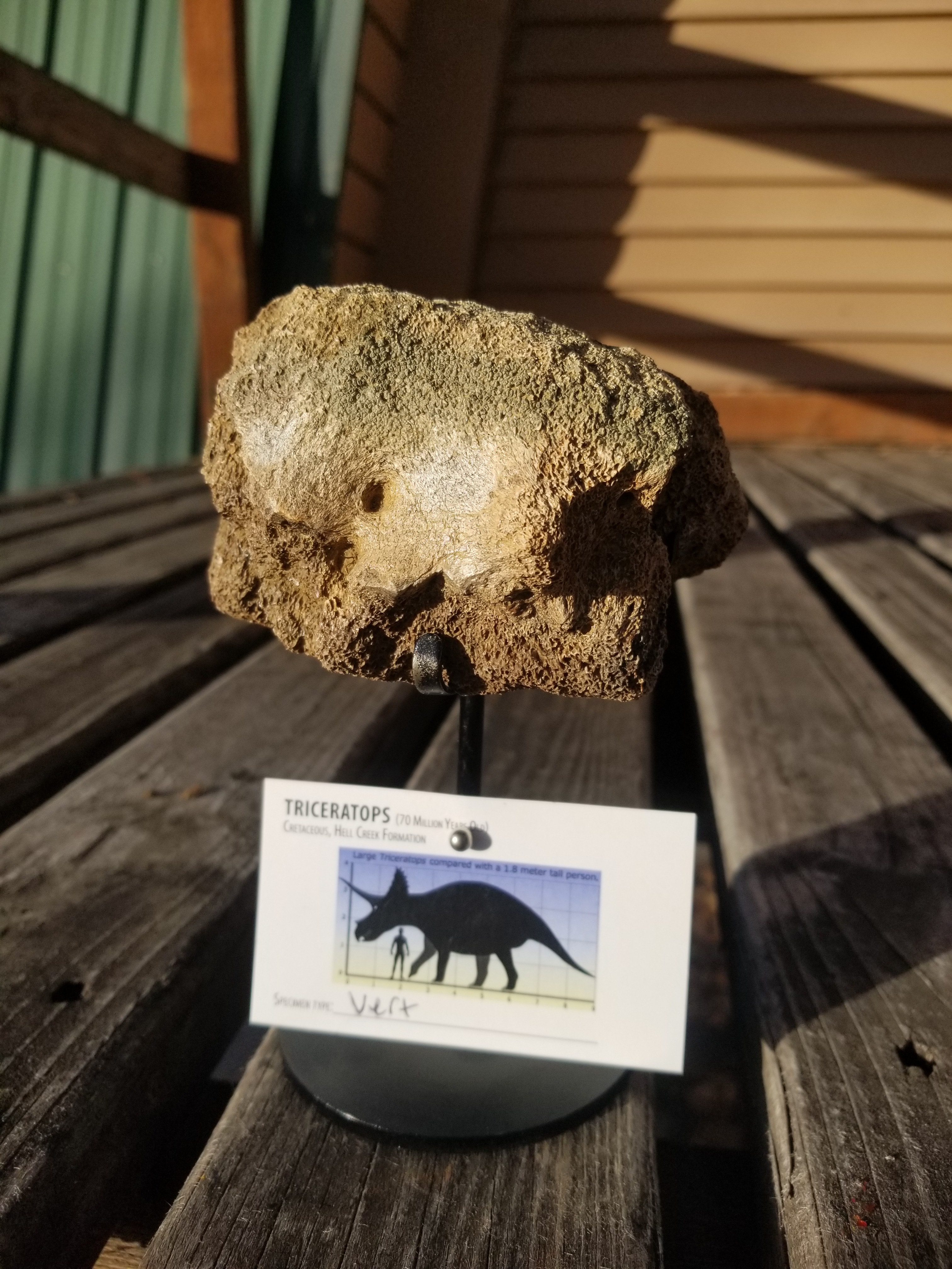 Nice Triceratops Skull Section Fossil Specimen Defined Cretaceous Hell Creek MT