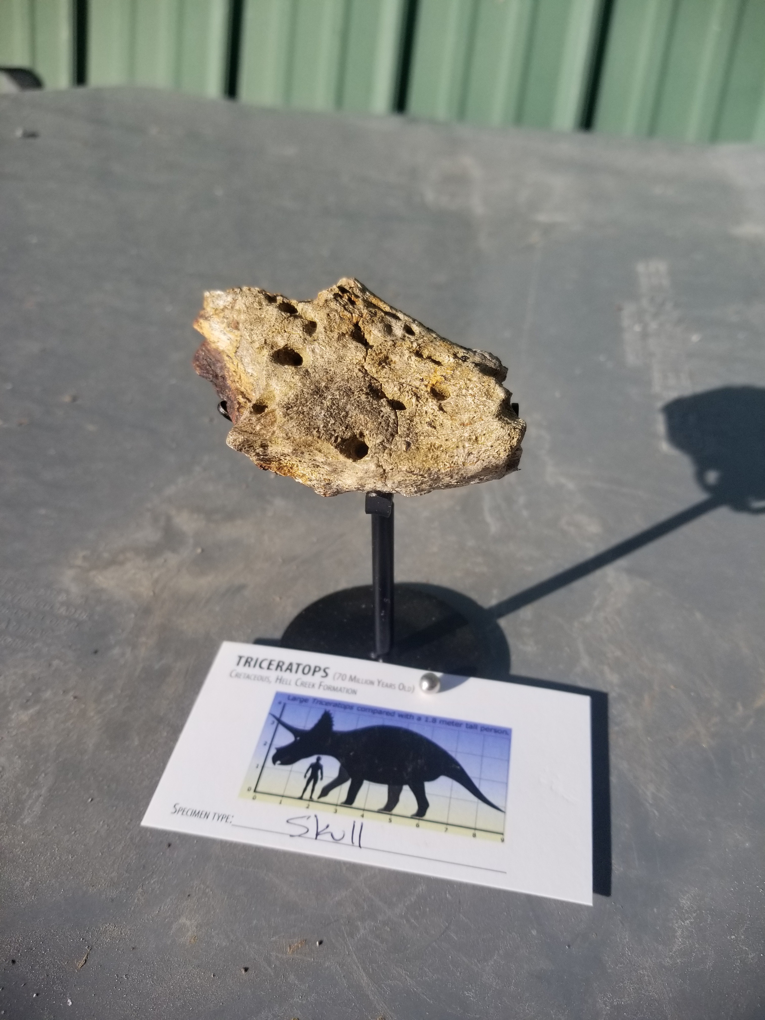 Nice Triceratops Skull Section Fossil Specimen Defined Cretaceous Hell Creek MT