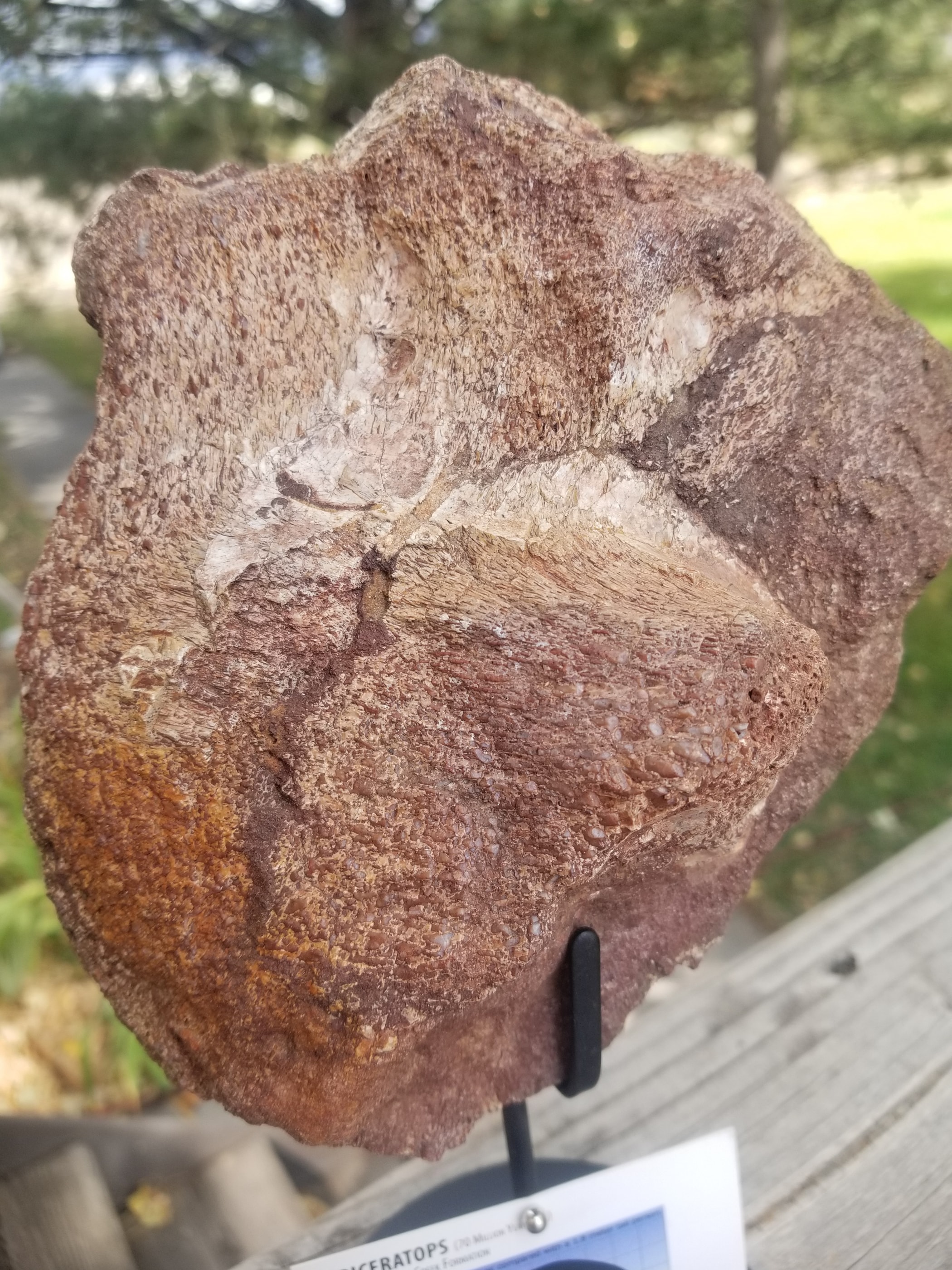 Nice Triceratops Skull Section Fossil Specimen Defined Cretaceous Hell Creek MT