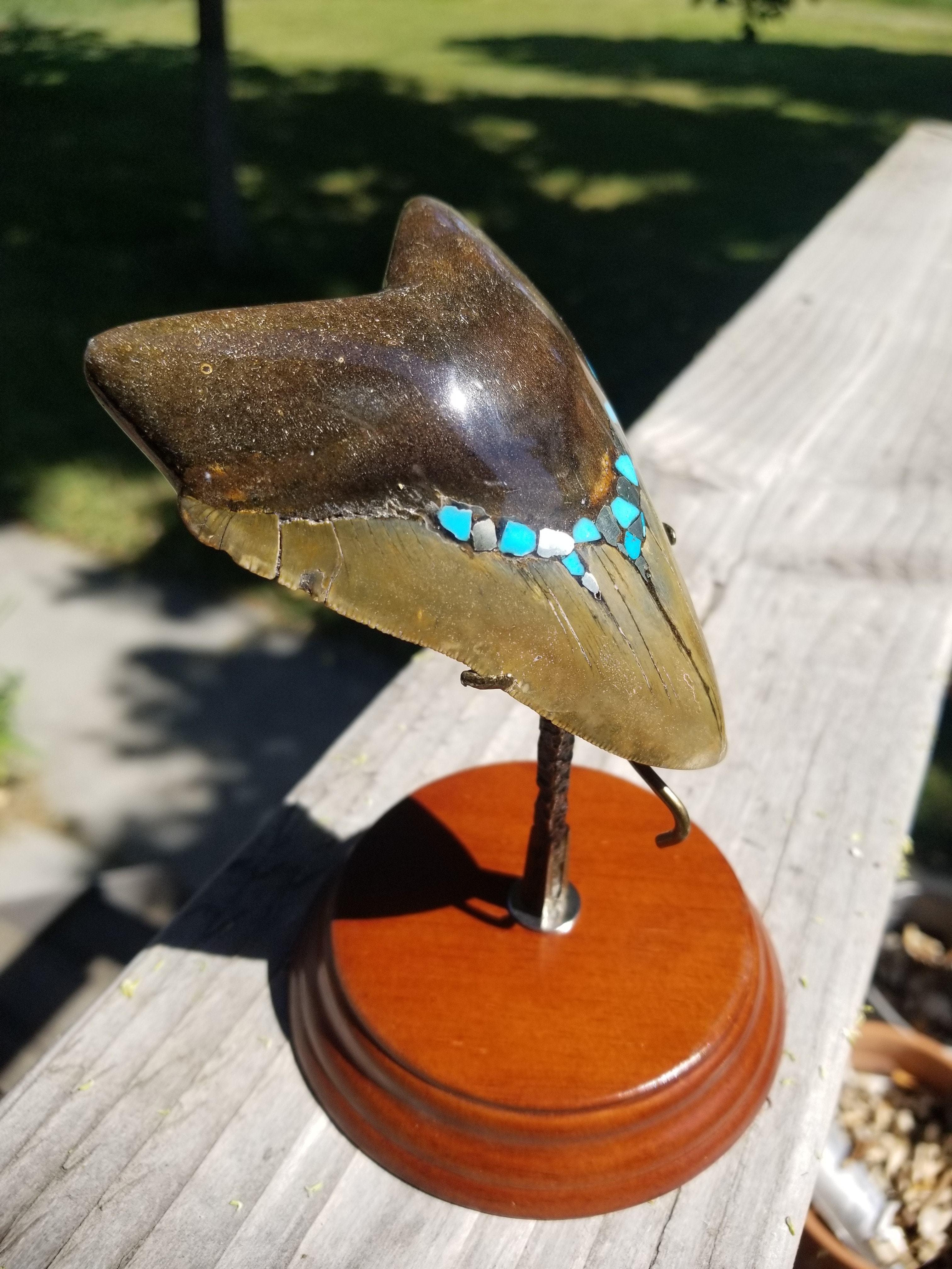 Nice Unique Custom Megalodon Shark Tooth w/Pyrite & Turquoise Inlayed Polished Nice Serrations w/Stand