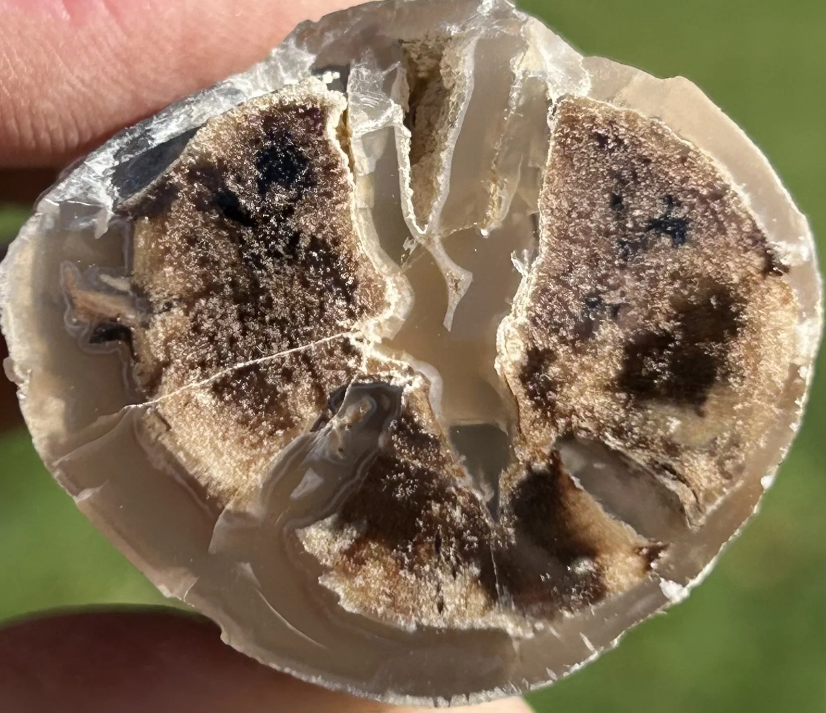 Nice Rare End Polished Petrified Agatized Limb Cast-Wiggins Fork WY