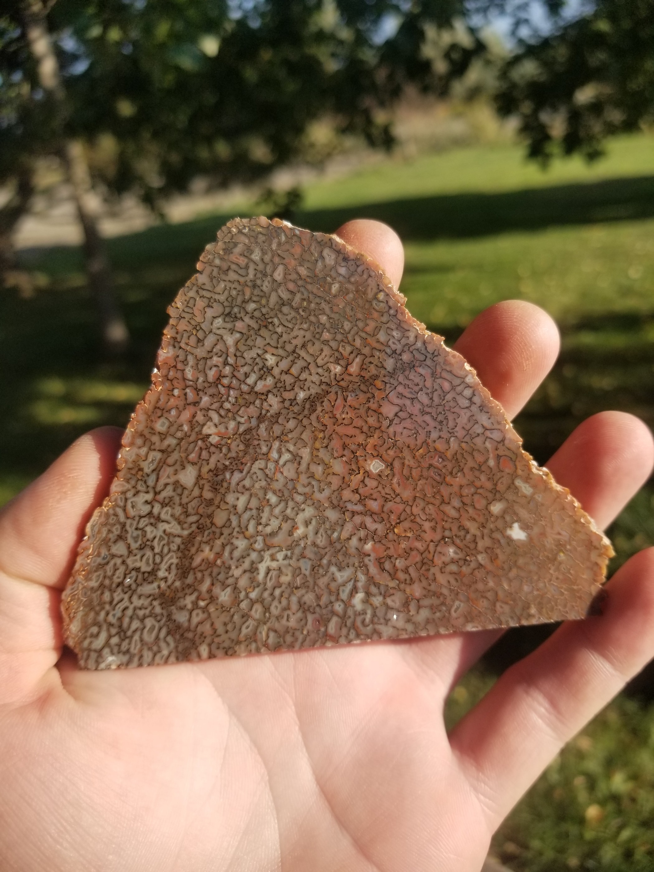 Opaque Multicolor Polished Agatized Dinosaur Gem Bone Slab 89g Jurassic Morrison, CO