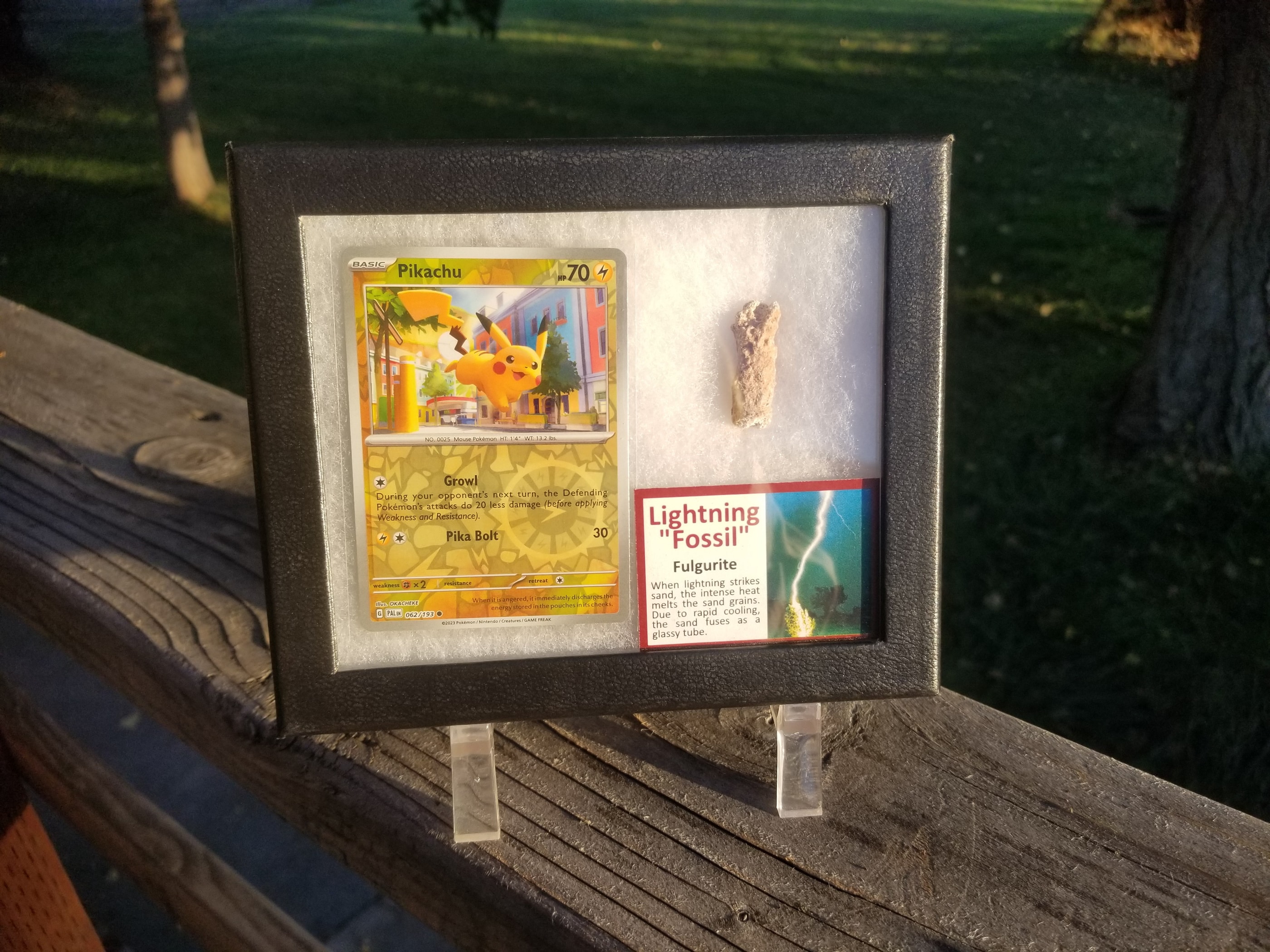 Pokemon Card Display w/Fossil Correlated to Card