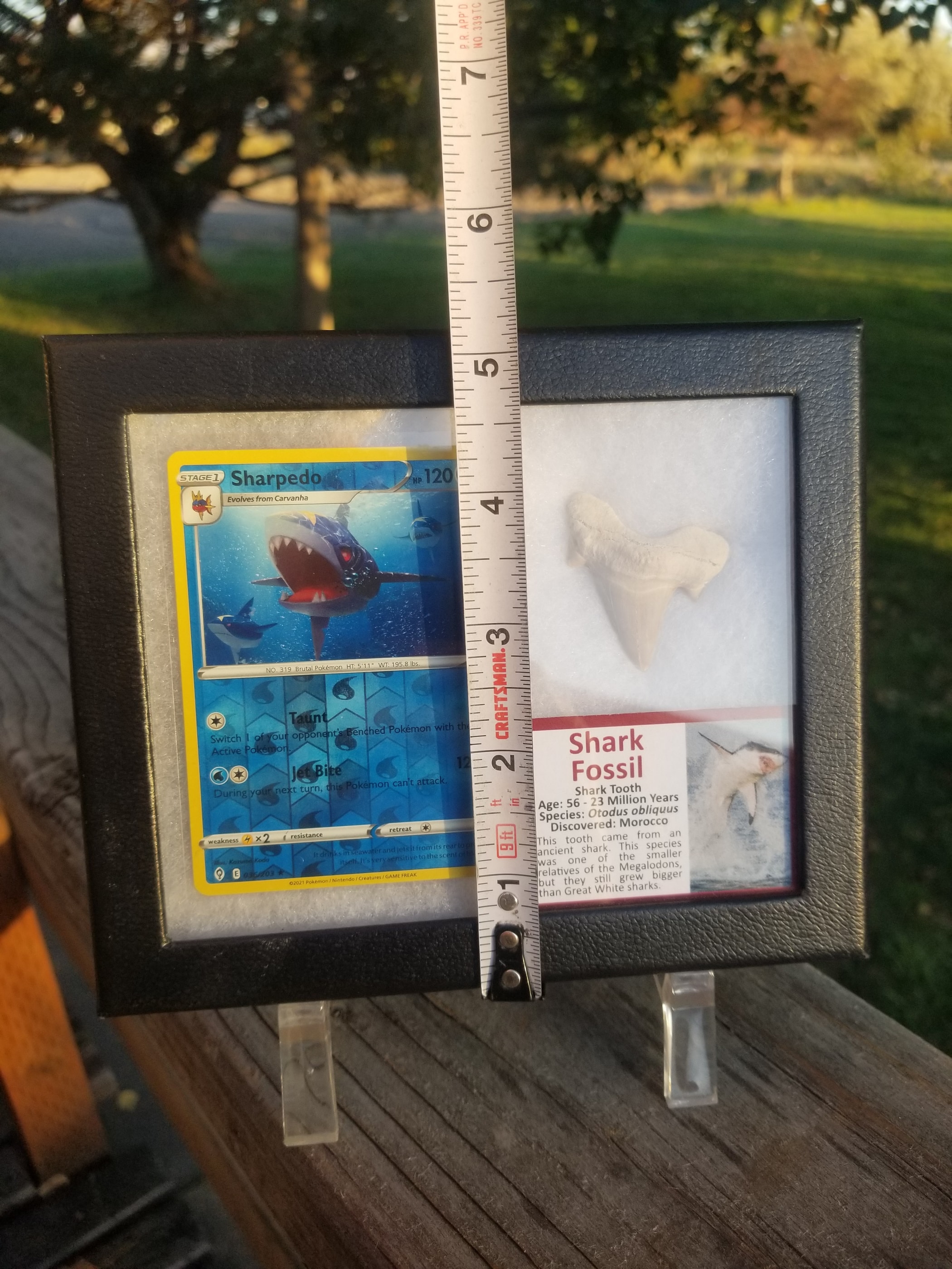Pokemon Card Display w/Fossil Correlated to Card