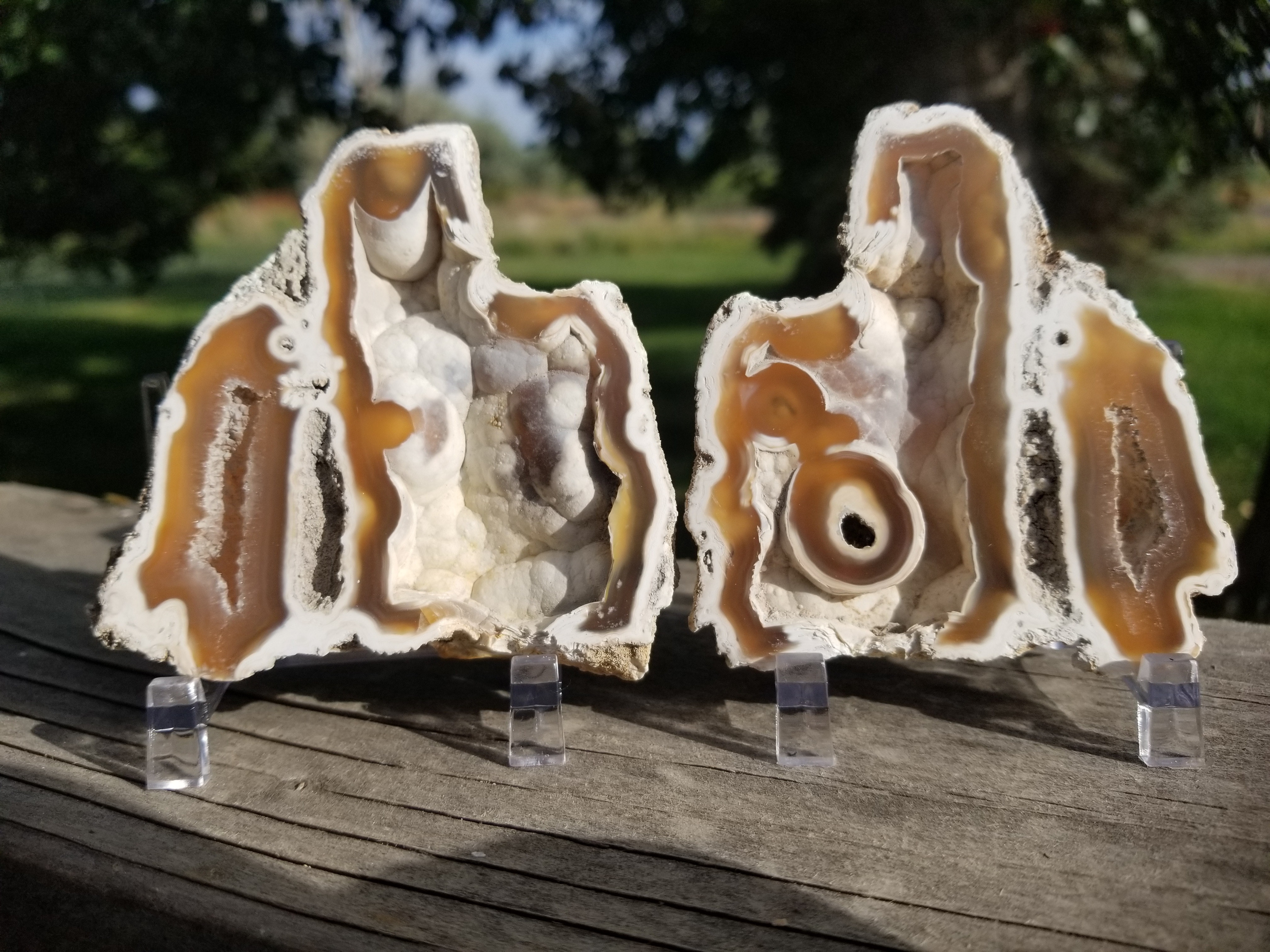 POLISHED AGATIZED CORAL FOSSIL PAIR Chalcedony Mineral Reef Ocean Specimen FL