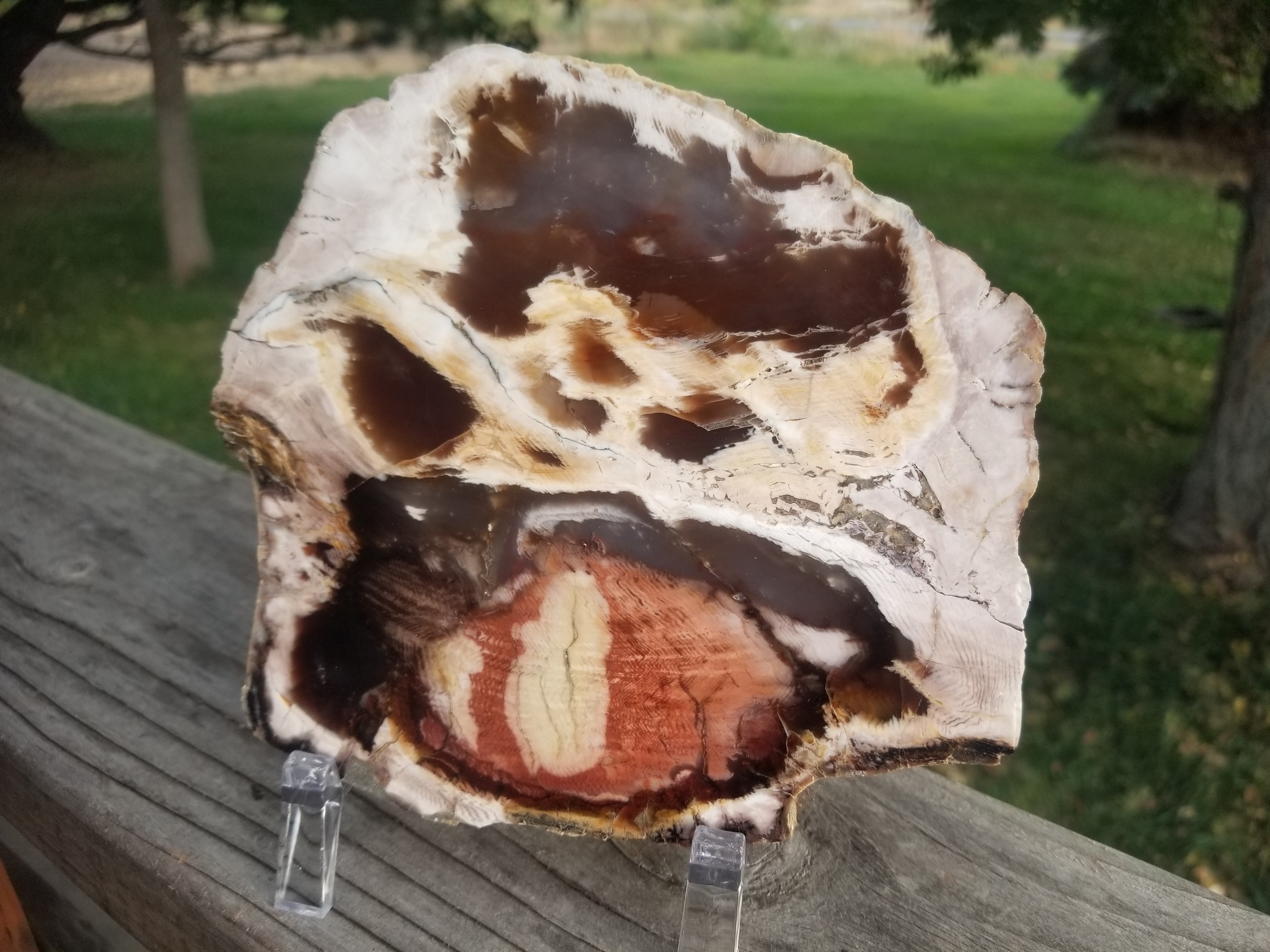 Beautiful Polished Petrified Wood Round Thick Slab Specimen - Unknown Origin Old Collection 3x3.5"