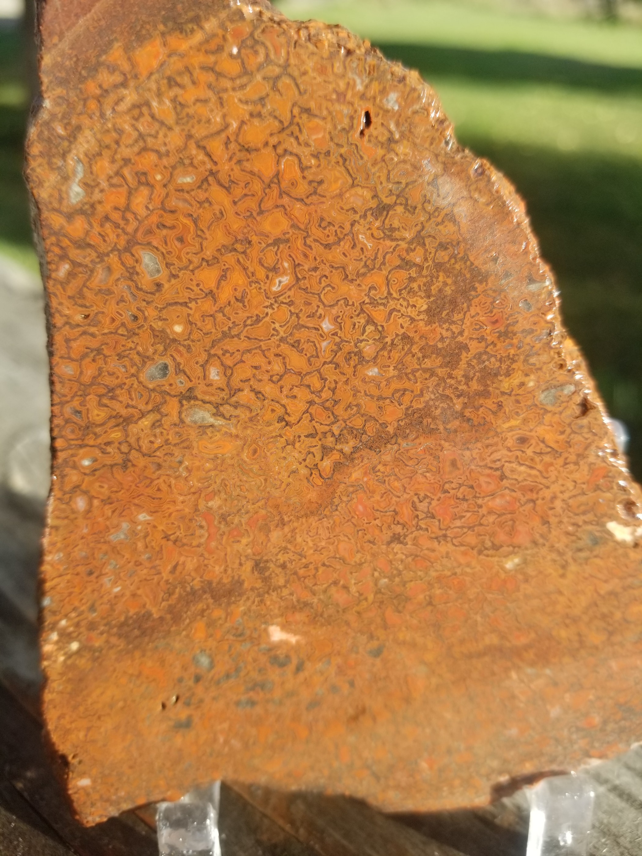 Deep Red Agatized Dinosaur Gem Bone Slab 109g