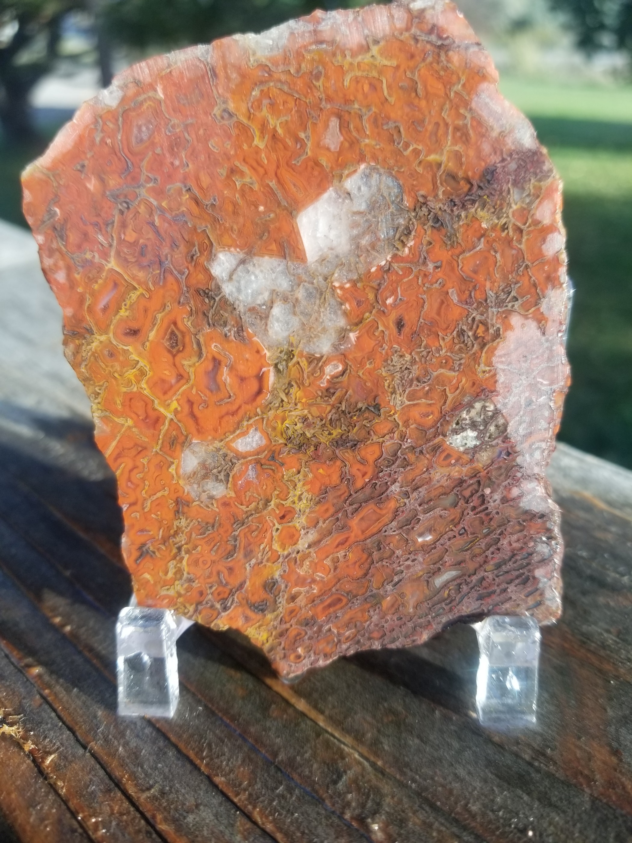 Deep Red Multicolor Agatized Dinosaur Gem Bone Slab 70g Calcite Pockets