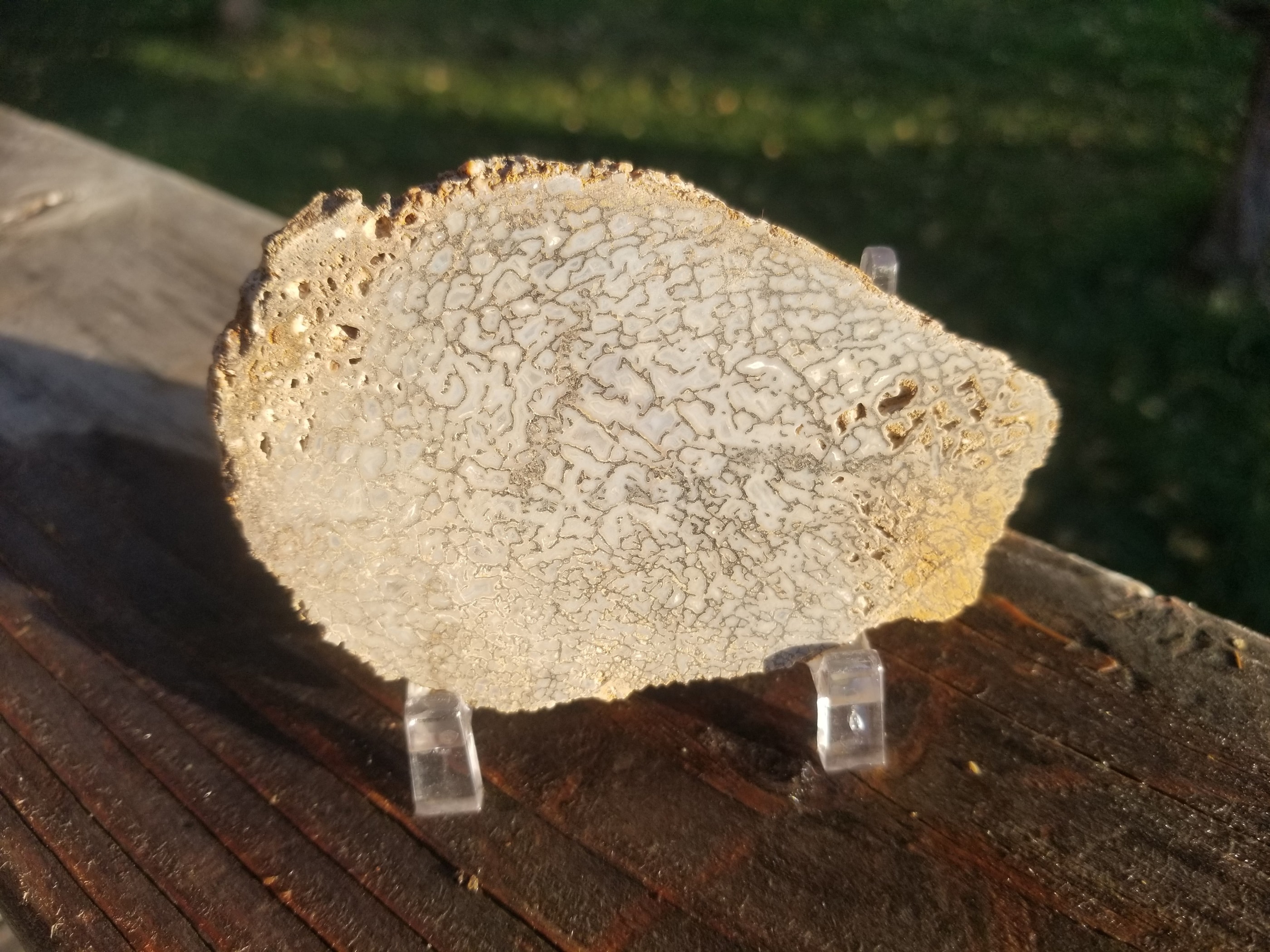 Rainbow Agatized Dinosaur Gem Bone Slab 160g Large Cell
