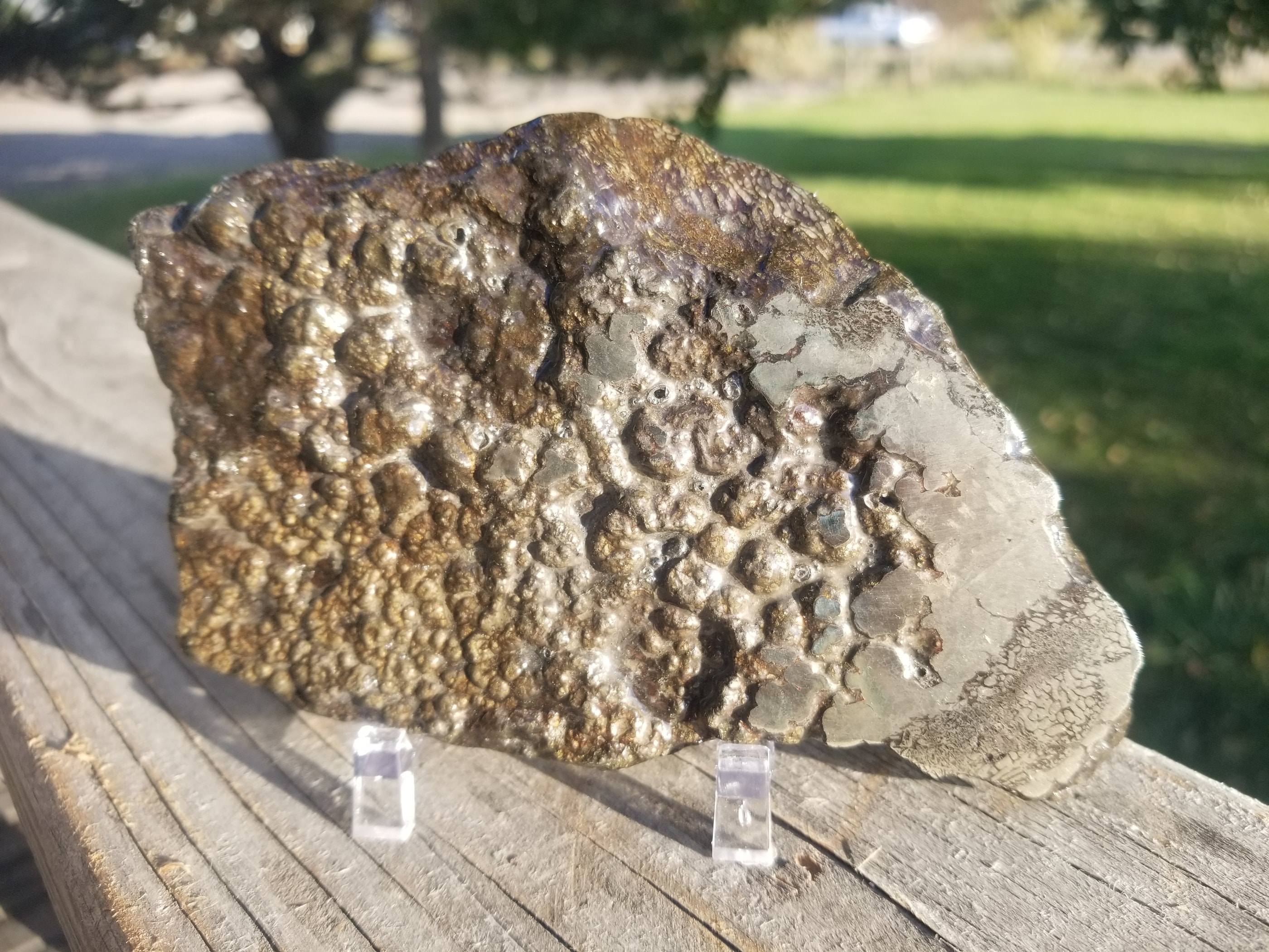 Incredible Rare Double Polished Pyrite Dinosaur Bone Gem Bone - Volga River, Russia