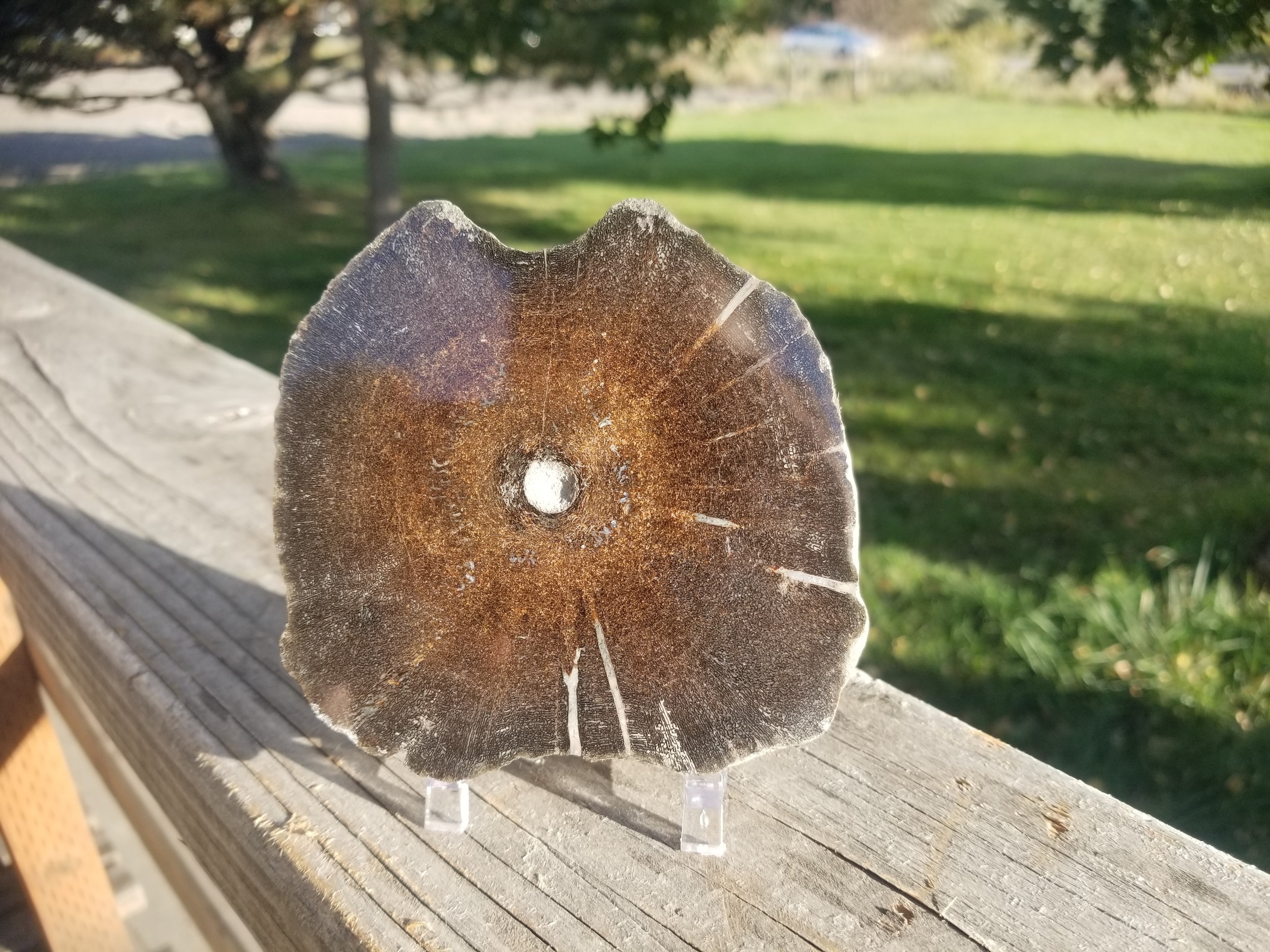 Incredible Rare Double Polished Pyrite Dinosaur Bone Gem Bone "Ichthyosaurus Vertebrae"- Volga River